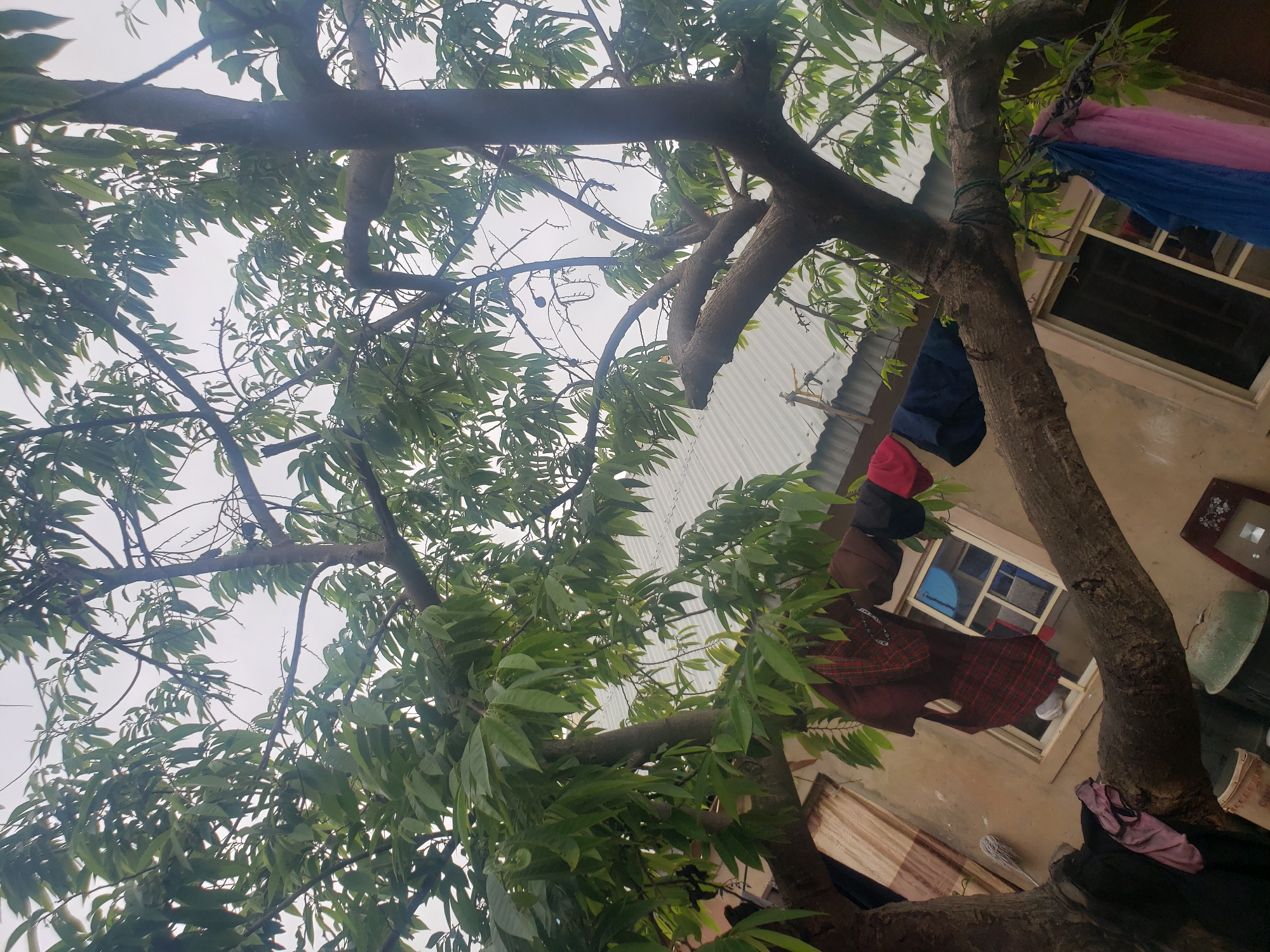 The image presents an outdoor domestic scene in Rido, Nigeria. A large, mature tree with a thick trunk, robust brown branches, and a dense canopy of green leaves dominates the central and upper portions of the frame. An overcast, light grey sky is visible through the tree's foliage.
Behind the tree, a building with light brown, textured walls is partially visible. This structure features at least two windows: one with multiple light-colored panes in the upper left, and a darker, recessed window on the lower right. A corrugated silver-grey metal roof is visible above a section of the building.
Numerous items of clothing are present:
- A dark red plaid garment and a dark brown hat are suspended from a line or branch near the upper left window.
- A light pink cloth is draped over a major tree branch on the lower left.
- A red garment and a dark blue garment hang from a branch in the mid-right.
- A blue and a pink cloth are suspended from a rope attached to a branch on the lower right.
Additional objects are visible on the ground and against the building: a white plastic bucket and a green, bowl-shaped basin are situated beneath the tree on the left. A long-handled mop leans against the building wall near the upper left window. A framed object is propped against the wall on the lower right. No individuals are present in the image.