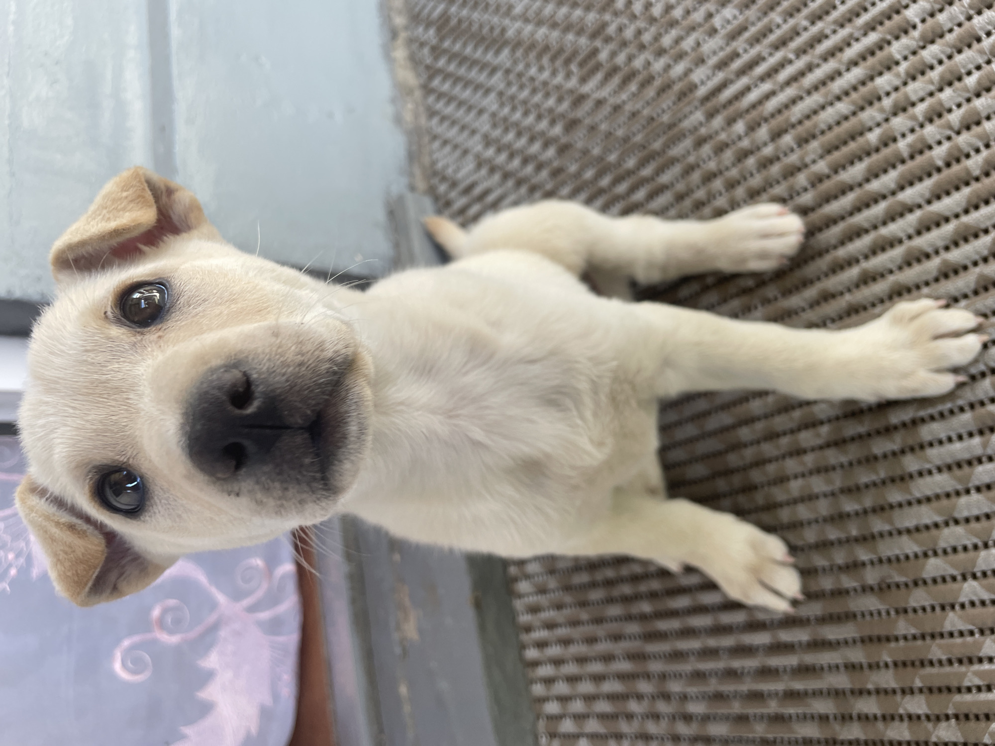A close-up, eye-level, full-shot photograph shows a light-colored puppy sitting on a textured mat. The puppy is facing the camera, with its body slightly angled to the left. Its fur is short and light cream in color. The puppy has dark eyes with visible reflections, a black nose, and light brown ears that are flopped down. The background consists of a blurry, light-colored wall and a dark gray step. A portion of a light-colored curtain with a pink pattern is visible on the far left. The scene is indoors or on a covered porch. The photograph does not contain any information about the city of Rokosovo, Ukraine.