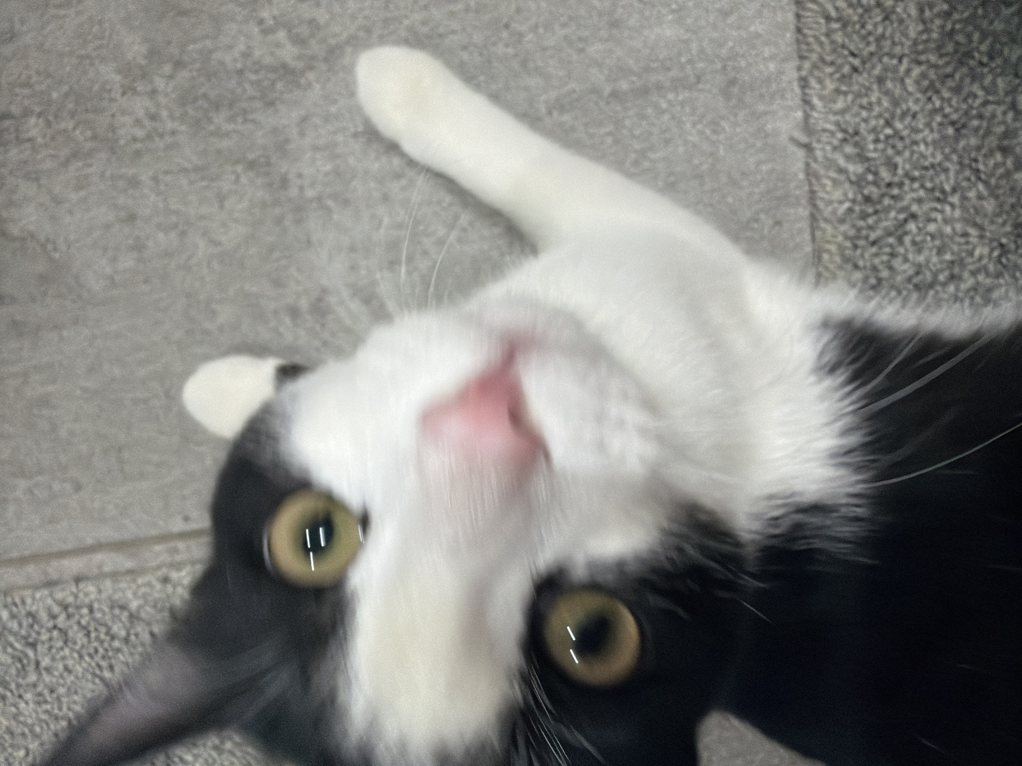 A close-up, slightly blurred photograph shows a black and white cat lying on a gray surface, potentially tiled flooring and carpet. The cat is positioned with its head angled towards the camera. Its pink nose is prominently visible, along with two olive-green eyes reflecting light. The cat's left paw is extended. The background is a textured grey. The location is unspecified and there is no suggestion that this image was taken in the city of Chaikovsky, Russia.