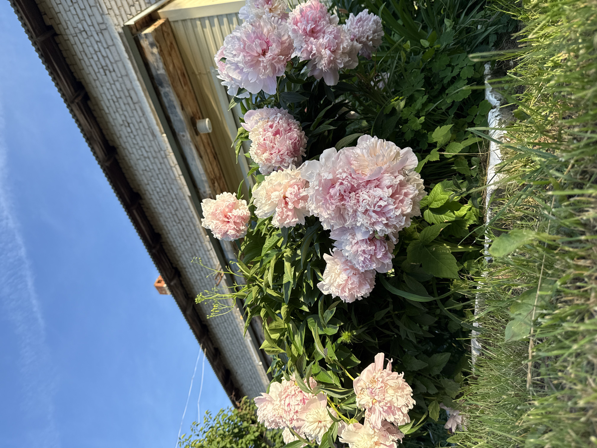This is a vertical, eye-level, outdoor, medium shot of pink peonies in bloom, viewed from a low angle against a bright blue sky. The peonies are lush and full, with delicate, ruffled petals in shades of pale pink and white, catching the sunlight. They are growing in a garden, with dark green foliage providing a rich backdrop. To the left of the flowers, a portion of a building is visible, with a light-colored, textured wall, wooden trim, and a metal roofline. The building appears somewhat aged. To the right of the flowers, a strip of bright green grass runs along the edge of the frame. The scene suggests a warm, sunny day, likely in late spring or early summer, given the blooming peonies. The clear blue sky indicates fair weather. The location is identified as Foki, Russia. There is no visible text in the image.