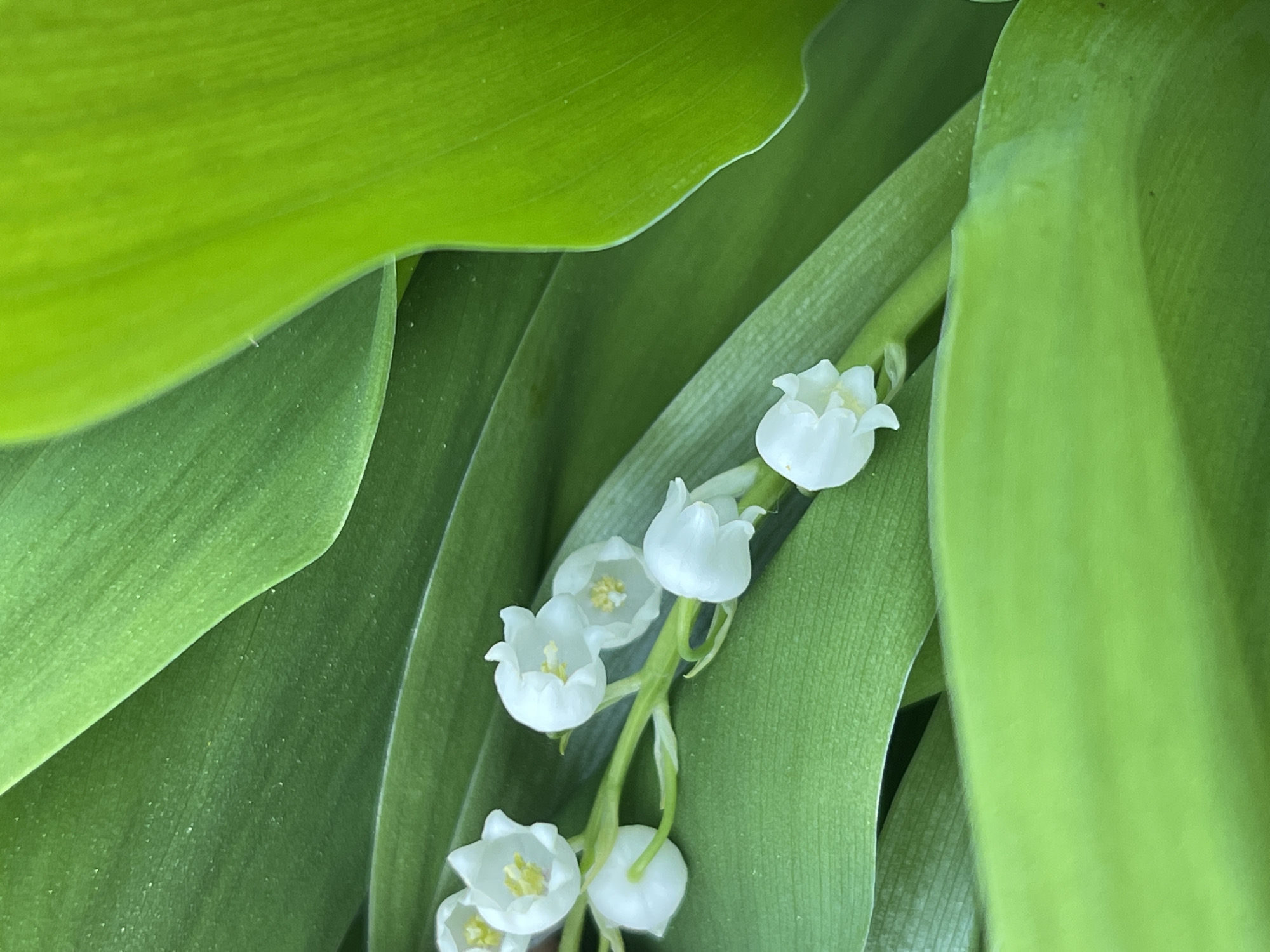 The image shows a close-up of lily of the valley flowers surrounded by green leaves. The flowers are white and bell-shaped, arranged along a slender green stem. The leaves are broad and green, partially obscuring the flowers. The location is not discernible from the image, therefore no location-based details can be provided.