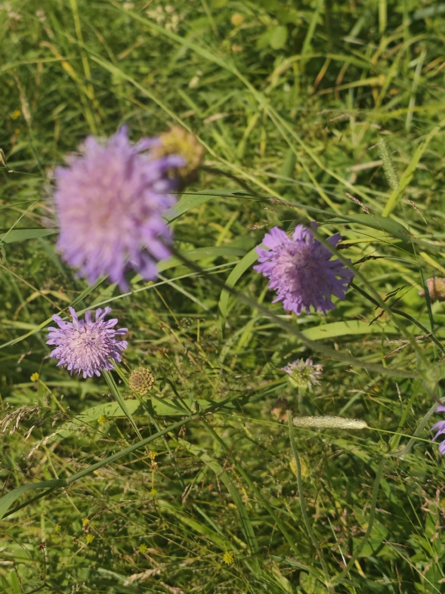 The image captures a close-up view of purple flowers and green grass, likely in a field. The scene is bathed in natural sunlight, suggesting a clear, warm day, possibly midday or afternoon. The focus is on the flora, with several pincushion-like flowers in various stages of bloom. One flower in the foreground is in sharp focus, revealing its delicate petals and intricate structure. Another flower, slightly out of focus, is larger and positioned higher in the frame. Smaller buds and seed heads are also visible among the dense greenery. The overall impression is one of a natural, serene outdoor setting in Russia, specifically in Khlevino. There are no people or man-made objects visible, and no text is present in the image.