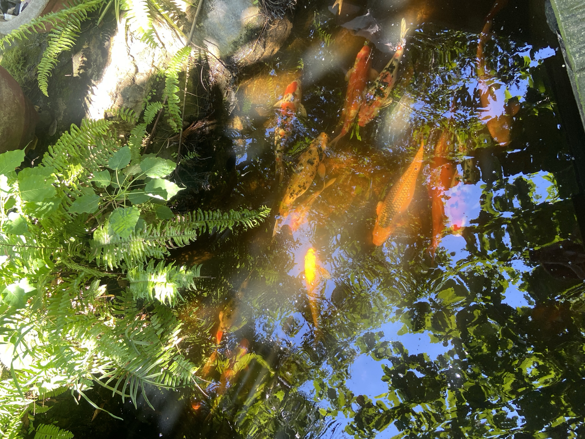 A group of koi fish swim in a pond with lush green ferns and foliage overhead. Sunlight filters through the leaves, casting dappled light on the water's surface. The pond appears to be part of a garden or natural setting, possibly in Hoa Thang, Vietnam. The fish are various shades of orange, yellow, and white, some with black markings. The water is dark and reflective, with ripples indicating the movement of the fish. The overall scene is serene and natural.