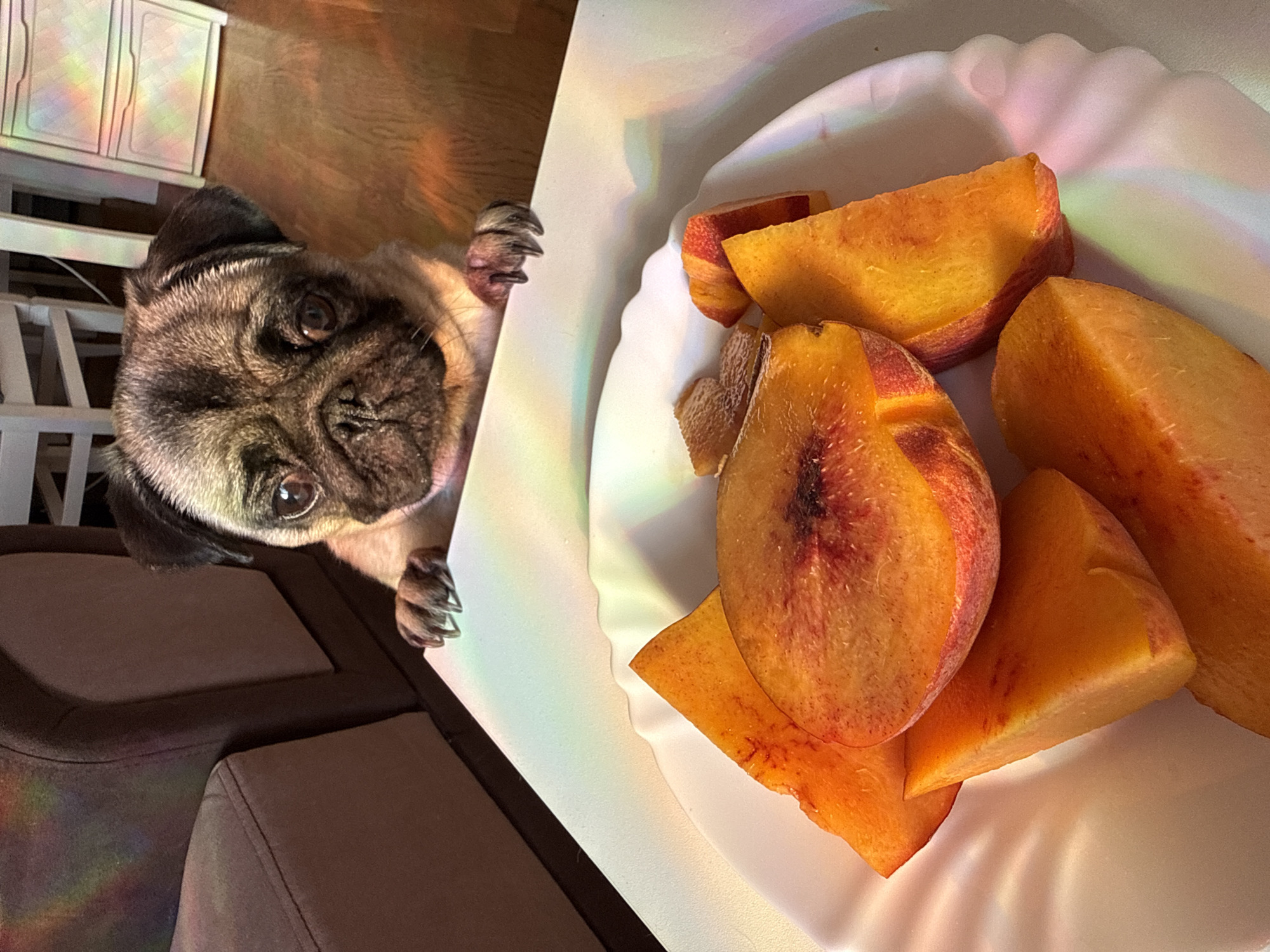 A pug dog is leaning over a white plate of sliced peaches, with its paws resting on the edge of the plate. The dog has dark fur around its face and light brown fur on its body. The peaches are bright orange and some have red streaks near the pit. The plate is on a white surface. In the background, a brown couch is visible, with a rainbow light pattern cast on it and the floor. A white cabinet with drawers is also in the background. The scene appears to be indoors, possibly in a residential setting.