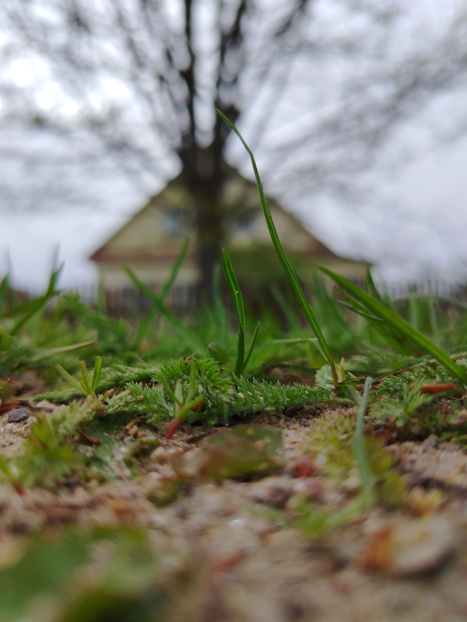 The image presents a low-angle view of grass and other vegetation on a patch of soil, with a building and a tree in the blurred background. The location appears to be outdoors, likely a yard or garden. The sky is overcast, suggesting a cloudy day. The foreground is dominated by blades of grass and moss-like plants. The soil is a mixture of sand and small particles. The background features a house with a gable roof and a large tree with bare branches. The city and specific location are unknown.