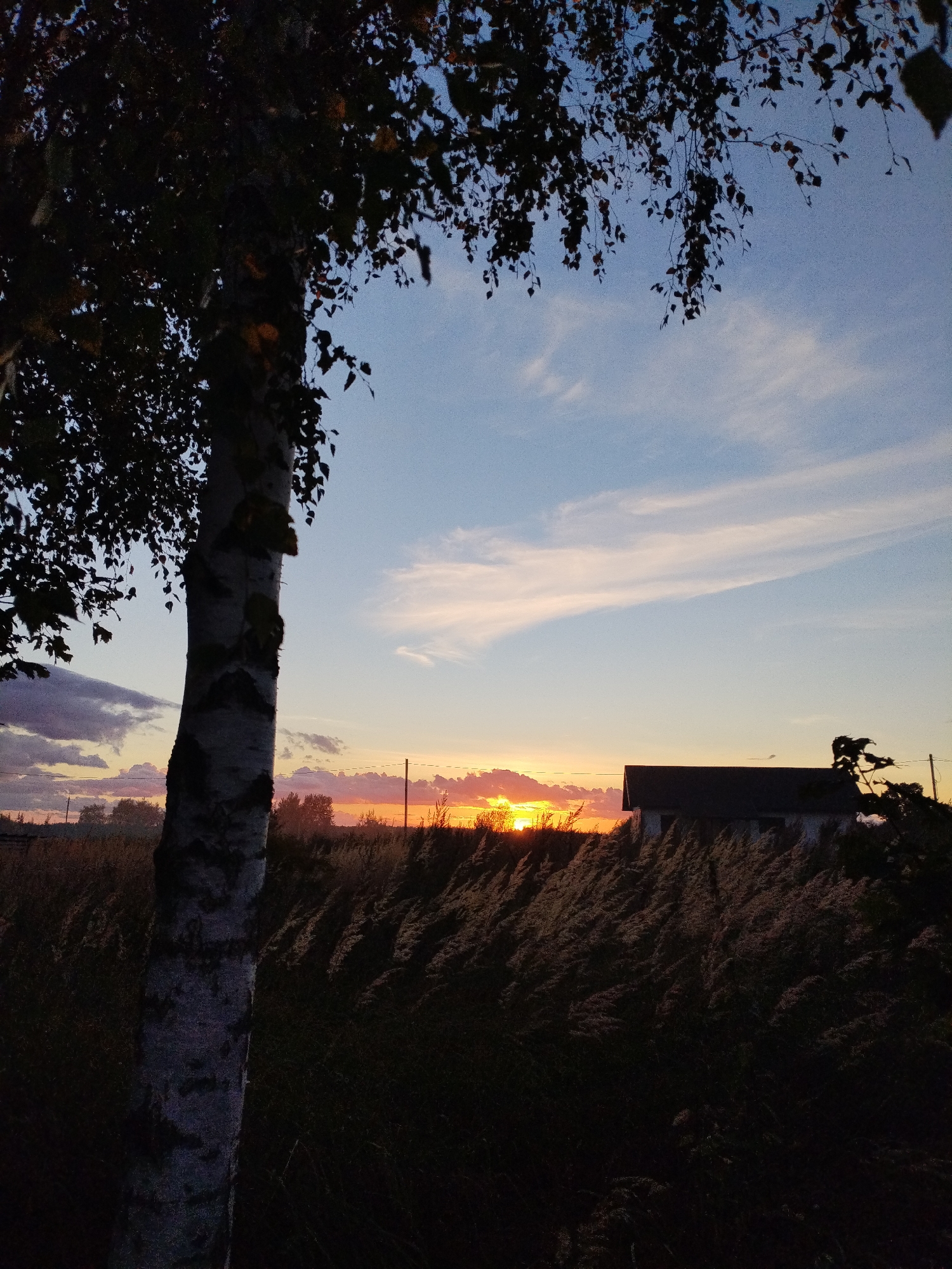 The image depicts a sunset scene in Bialynichy, Belarus. In the foreground, the trunk of a birch tree stands prominently on the left side, its leaves silhouetted against the sky. The middle ground is dominated by a field of tall, dry grass, rustling in the wind. In the background, a simple, light-colored building with a dark roof is visible, partially obscured by the grass. The sky transitions from a pale blue at the top to hues of orange and pink near the horizon, where the sun is setting. Wispy clouds are scattered across the sky. The overall atmosphere is tranquil and natural, characteristic of a rural landscape. There are no people or animals visible in the image.