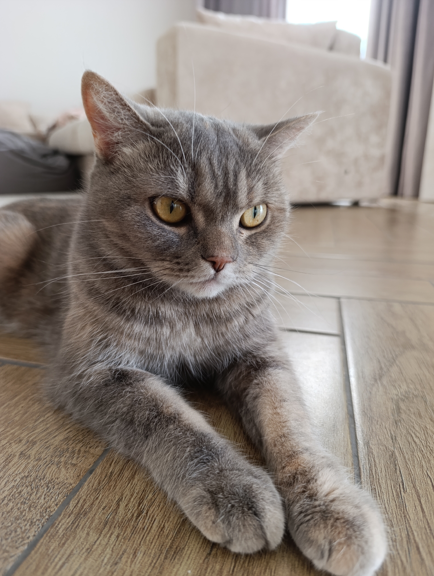 A grey cat with yellow eyes is lying on a brown wood-grain floor. The cat is positioned in the foreground, with its front paws extended. The background includes a beige couch, a pet bed, and a curtain. The location of the image is in Chaikovsky, Russia.