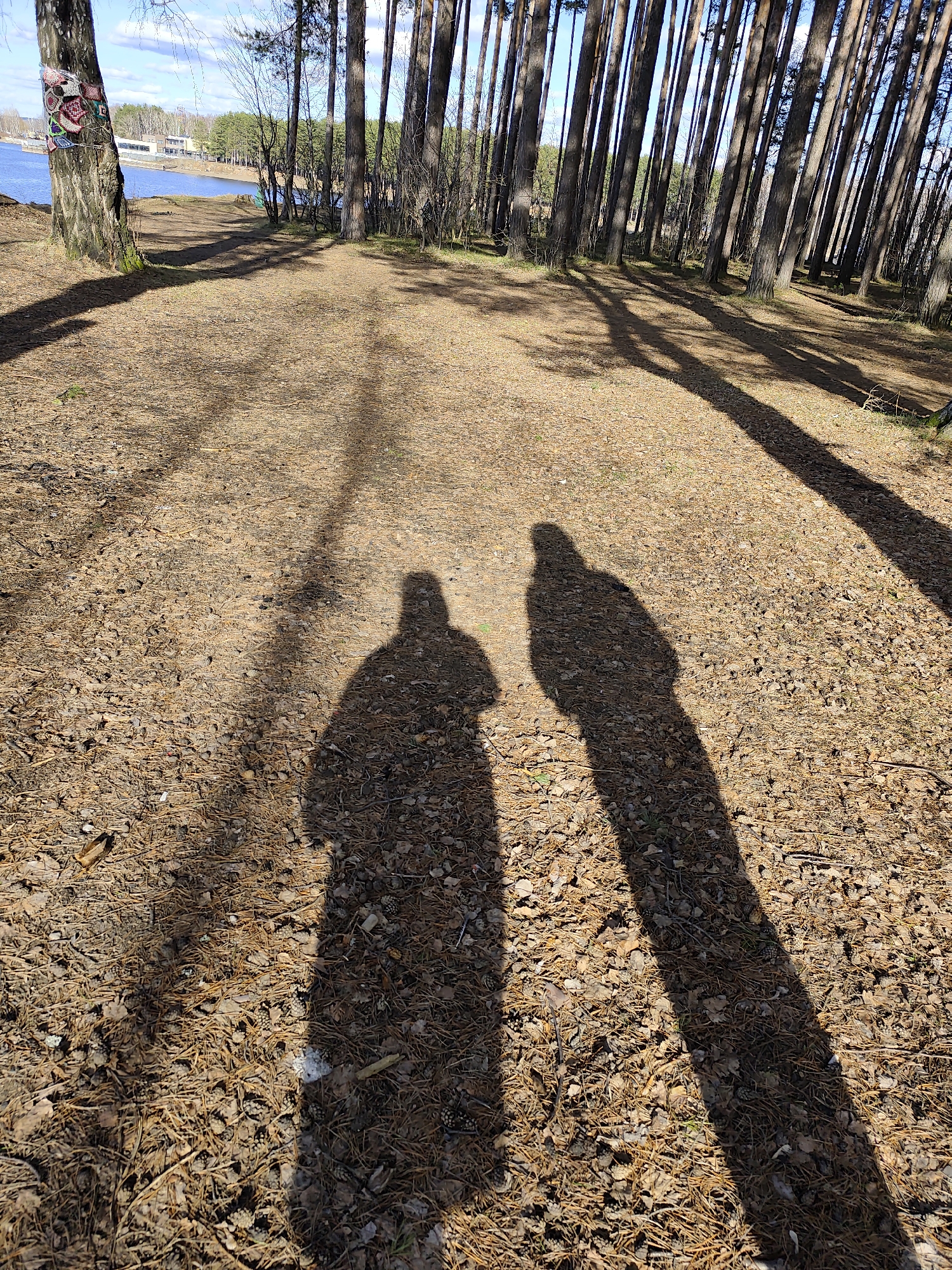 The photo was taken outdoors on a sunny day. Two shadows of people are cast on a path covered with pine needles and cones, suggesting the individuals were standing close together when the photo was taken. Tall pine trees line the right side of the path, casting long shadows across the ground. In the background, on the left side of the photo, there is a body of water and some buildings that appear to be part of a recreational facility or park. Based on the location given, this is likely a forested area near a reservoir or lake in Chaikovsky, Russia.