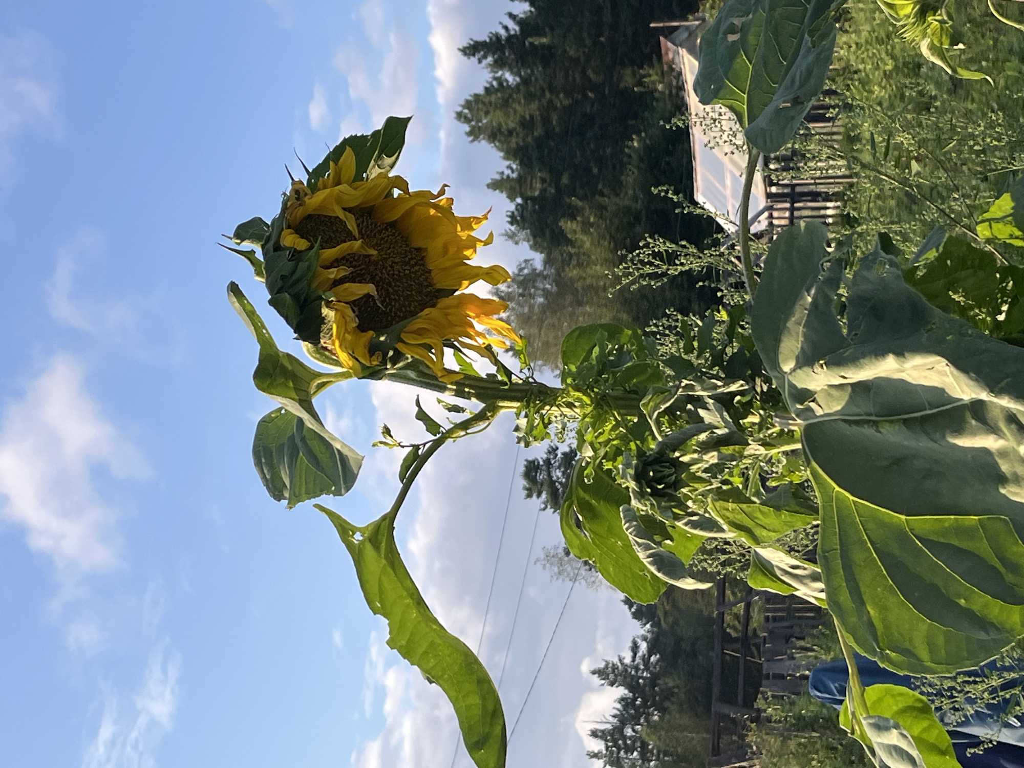 A large, wilting sunflower is the main subject in the foreground of this outdoor scene. The sunflower's head is drooping, with yellow petals partially faded and some appearing dry. Its large green leaves are prominent, some showing signs of damage or wear. In the background, a dense line of dark green coniferous trees forms the horizon. A small, white greenhouse with a transparent roof is visible in the mid-ground, situated behind a wooden fence. The sky above is a clear blue, dotted with scattered white clouds. The lighting suggests it is daytime, possibly late afternoon given the warm tones. The overall setting appears to be a rural or garden environment. There are no visible people or animals in the image.
