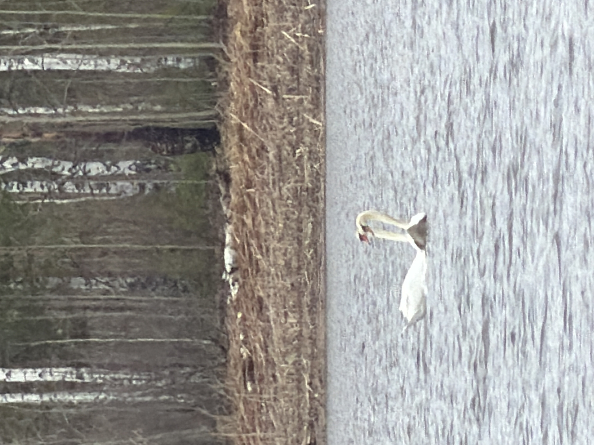 The image depicts a swan swimming in a body of water, possibly a lake or river. The bird is white with a long, curved neck. The water has a rippled surface. On the left side of the image, there's a strip of land with vegetation, including what appears to be a row of birch trees. Without additional context or location details embedded in the metadata, determining if this is specifically in or near Chaykovsky, Russia, is not possible from the visual information alone.