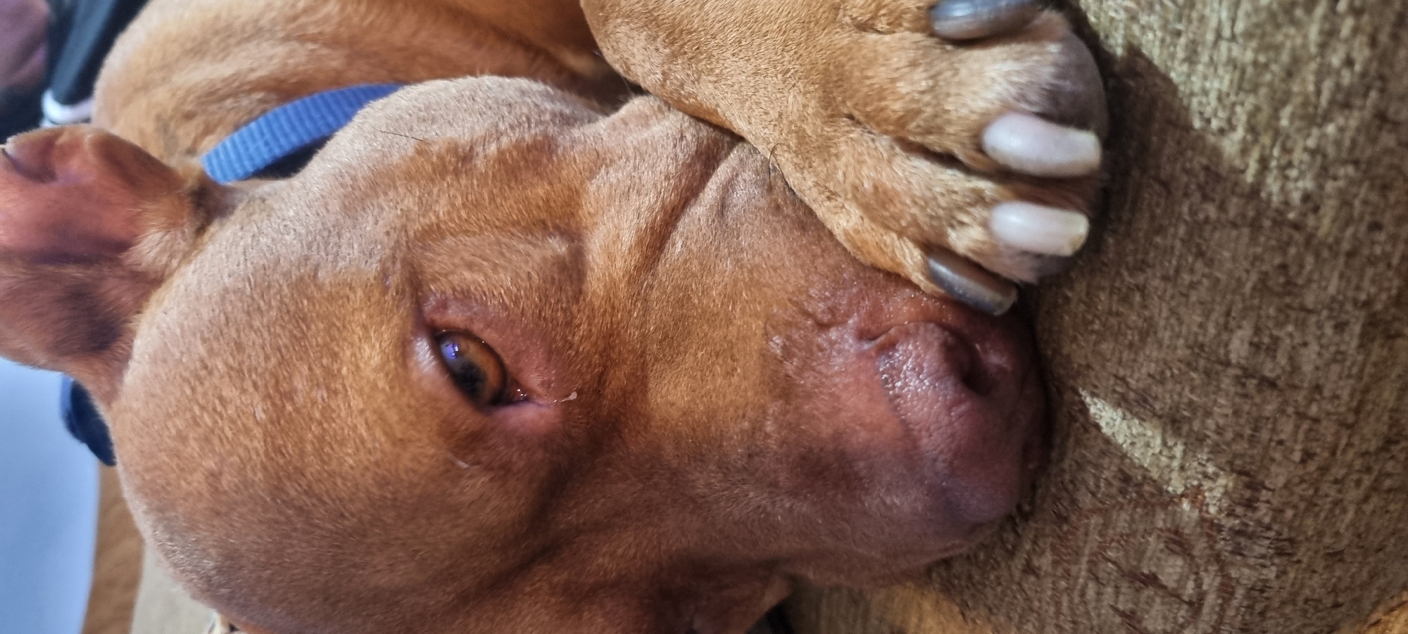 An extreme close-up shot shows the head of a reddish-brown pit bull dog lying down, with its head resting on its paws. The dog is wearing a blue collar. The dog's eye is open, and a tear is visible rolling down its cheek. Its nose is also in the frame, with its wet nostrils. The background is out of focus, showing a brown textured surface, possibly a couch. The lighting appears to be artificial, with a slight glare in the dog's eye. The image is taken from a low angle, looking up at the dog. There are no humans or other animals visible in the image. The scene appears to be indoors.