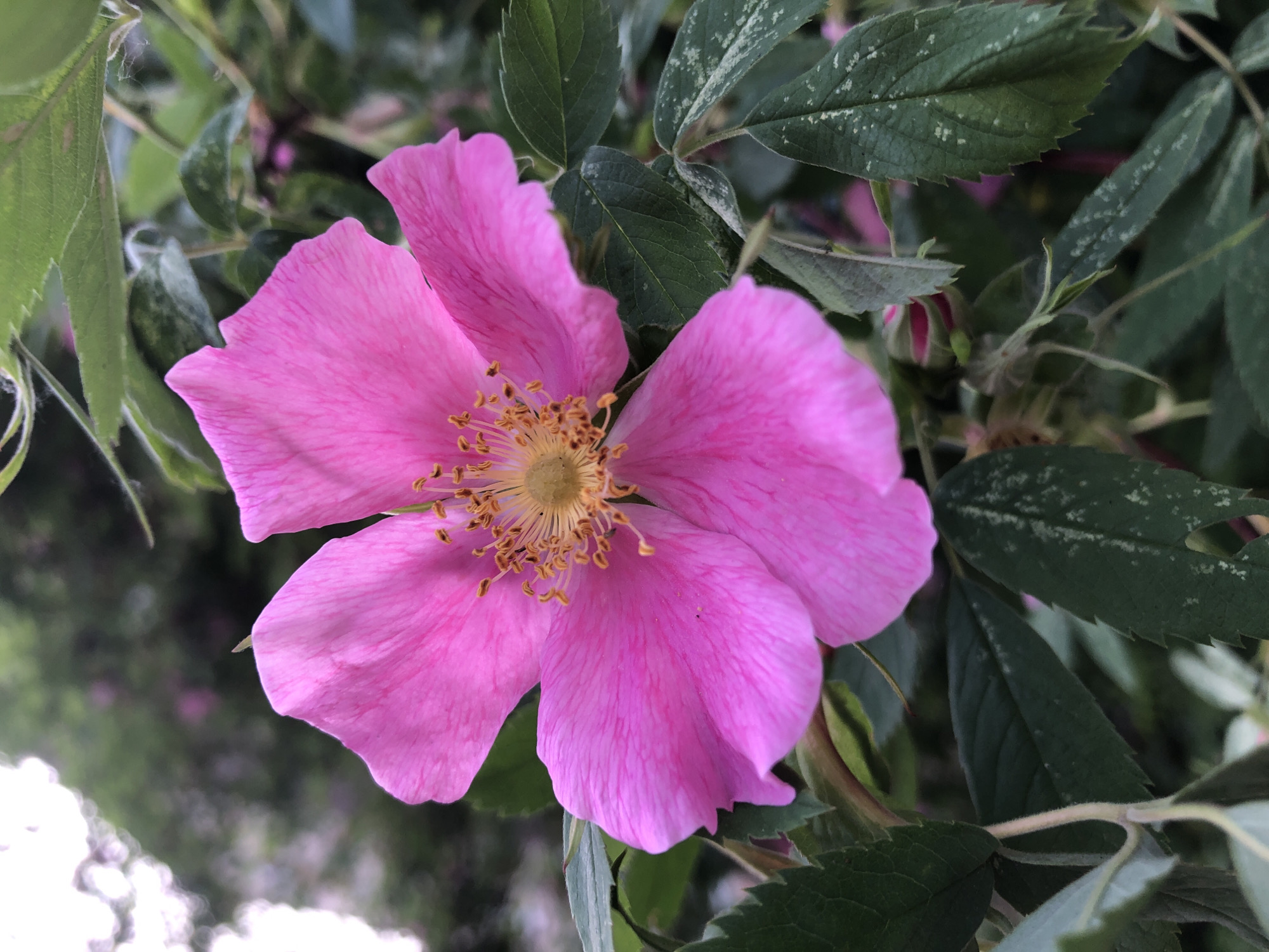 The image features a pink flower with five petals, centered within a frame of green foliage. The flower has a yellow center with numerous stamen-like structures. The leaves surrounding the flower are varying shades of green, some with mottled lighter patches. In the background, a blurred green and white area suggests a distant view of other plants or possibly the sky. The flower is a Rosa Rugosa Rose and the photo was likely taken outdoors in natural light. The location is not possible to discern from the image.