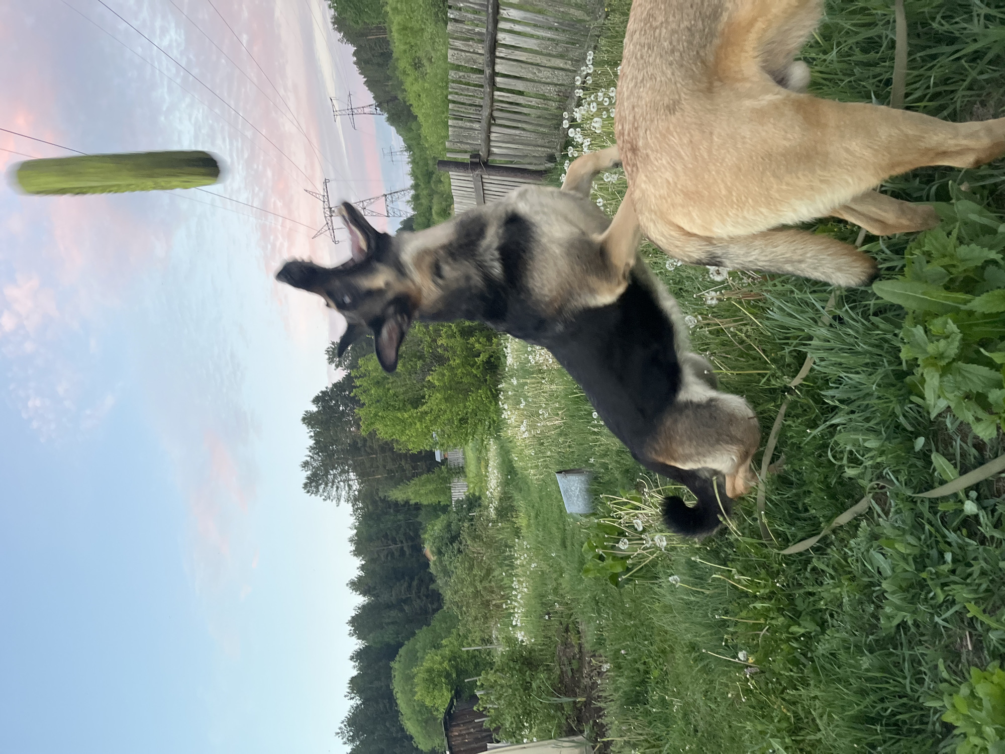 The image shows two dogs in a grassy field. One dog, a mix of black, grey, and brown, is leaping into the air, mouth open, presumably attempting to catch a green object hovering above it. Another dog, tan in color, is standing nearby. The background includes a wooden fence, trees, and a cloudy sky with power lines. Based on the presence of power lines and the landscape, the location appears to be a rural or semi-rural area near Nizhny Tagil, Russia.