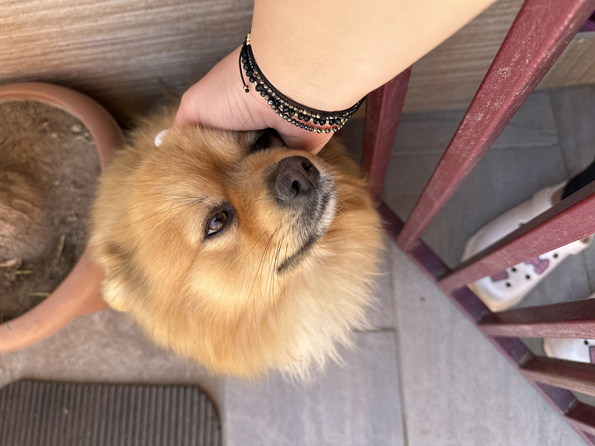 A medium shot from above shows a fluffy, light-brown chow chow dog being petted by a person wearing a multi-strand bracelet with black and gold beads. The dog's head is tilted slightly, with one brown eye clearly visible. The person's hand is gently resting on the dog's head. The dog is next to a terracotta pot and on a grey tiled surface. Red metal bars are partially visible in the background, along with a glimpse of white Crocs with purple jibbitz. The scene appears to be outdoors, possibly on a patio. The exact location in Manole, Bulgaria, is indeterminable from the image.