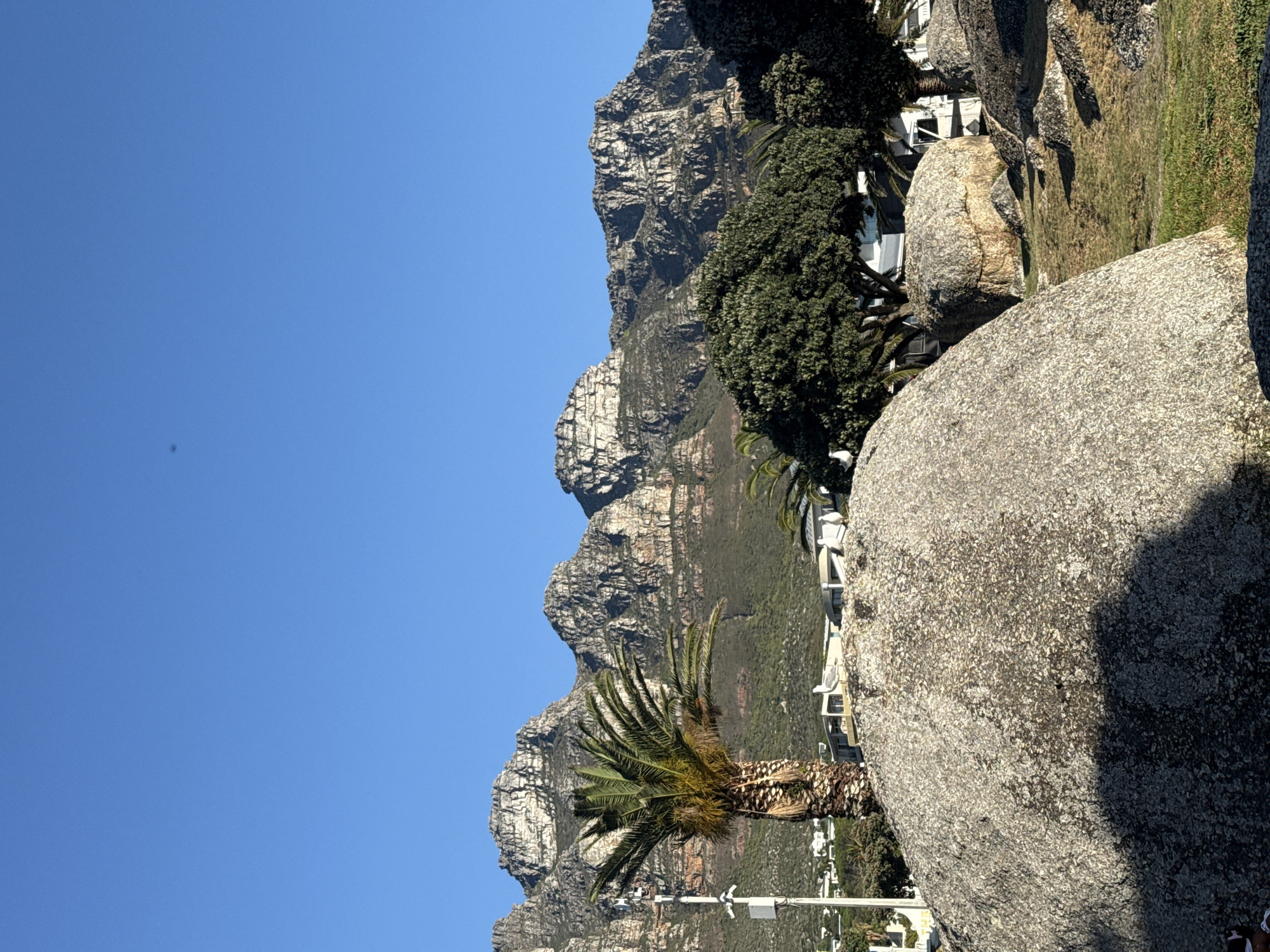 The image displays a sunlit coastal landscape in Cape Town, South Africa, featuring the Twelve Apostles mountain range. The upper portion of the frame consists of a clear, deep blue sky, with a small dark speck located left of the top center. The background is dominated by the rugged, grey-brown peaks of the Twelve Apostles, exhibiting stratified rock formations and sparse green vegetation on their lower slopes. Below the mountains, scattered white, multi-story buildings are visible amidst green foliage, indicative of a developed coastal area like Camps Bay or Clifton.
In the midground, a prominent palm tree with a thick trunk and dark green fronds stands on the left, positioned near a tall utility pole equipped with white box-like attachments. To the right of the palm tree, several dense, rounded green trees are present. The foreground is characterized by large, irregularly shaped granite boulders. The most prominent boulder in the lower-left is light grey with a granular, textured surface, partially covered by shadow. Another large boulder in the mid-right features a white seagull perched on its summit, facing left. A second, smaller seagull is visible on a distant white structure. The ground between the boulders is covered with patches of green and dry, yellowish grass. No human subjects are present. The scene is illuminated by direct sunlight, casting distinct shadows.