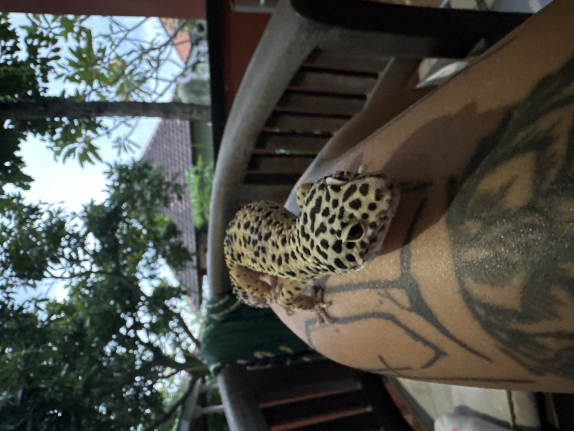 A leopard gecko rests on the arm of an individual with a tribal tattoo. The background includes trees and the corner of a building. The photo was taken in North Kuta, Indonesia.