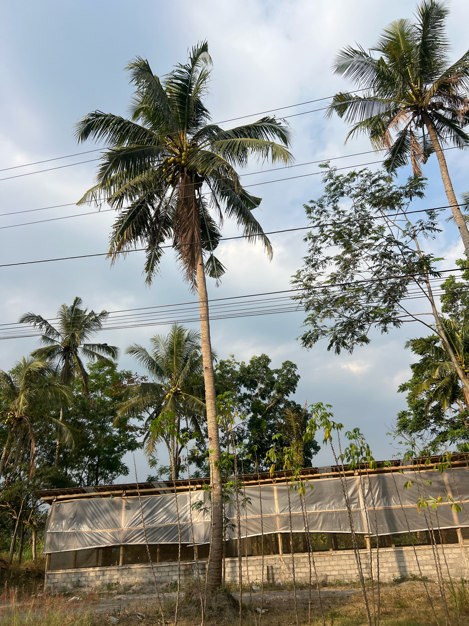 In Argomulyo, Indonesia, a cluster of coconut trees stands against a cloudy sky, their fronds swaying in the breeze. In the foreground, a low-lying structure is visible, its walls constructed from grey bricks and topped with a translucent plastic sheeting stretched over a bamboo frame. This structure appears to be a greenhouse or a similar agricultural enclosure. Several thin, young trees with sparse foliage are planted in front of the structure, their slender trunks reaching upwards. Utility wires are strung across the upper portion of the image, crisscrossing between the trees and disappearing into the distance. The overall scene depicts a rural or semi-rural setting characterized by agriculture and overhead power lines.