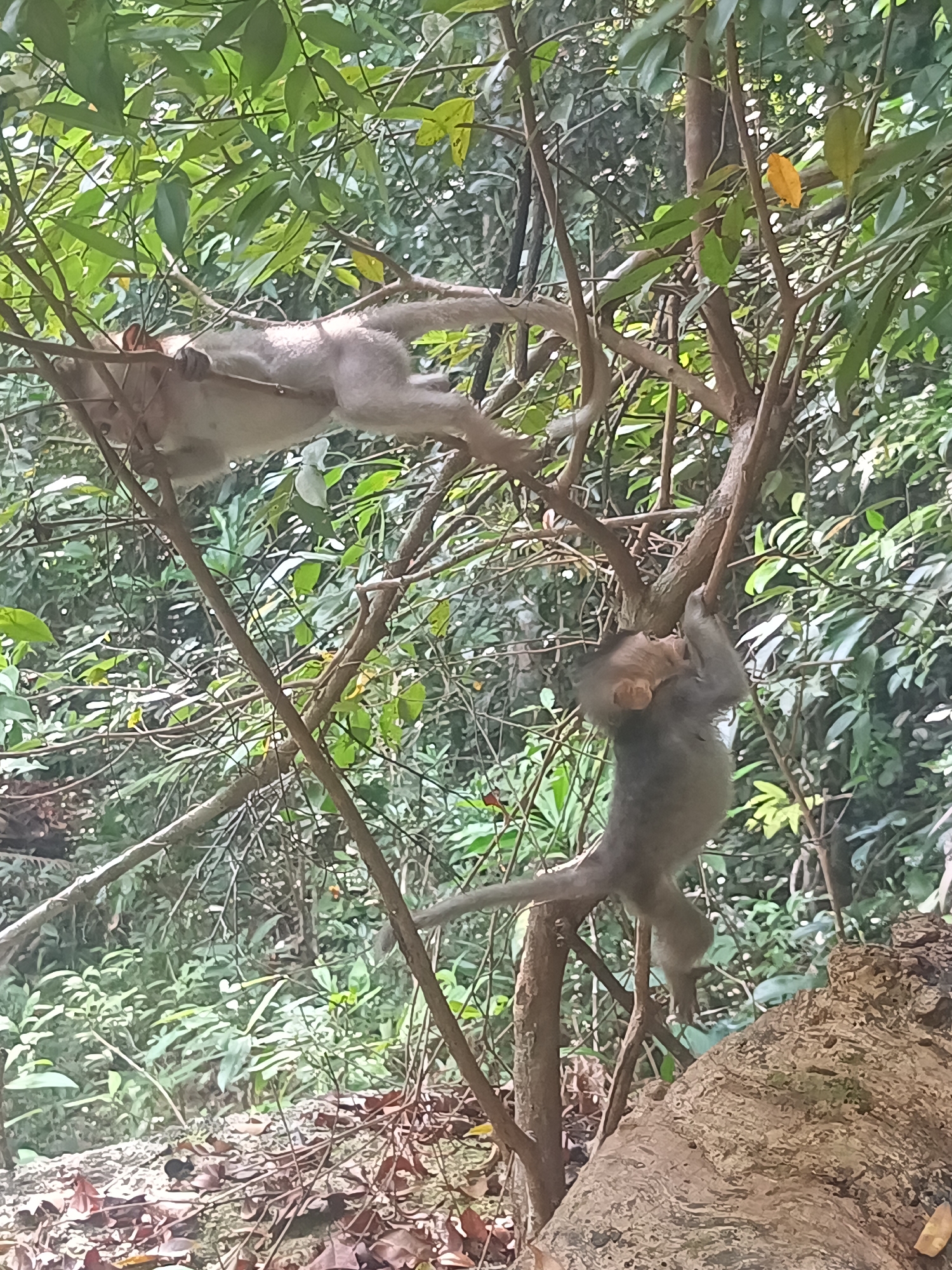 The image depicts two monkeys in a lush, green environment, likely a forested area near Baan Thong Nang, Thailand. The monkey on the upper left is lying horizontally on branches, seemingly relaxed. The monkey on the lower right is hanging vertically, gripping a tree branch. They are surrounded by dense foliage and branches, typical of a tropical forest.