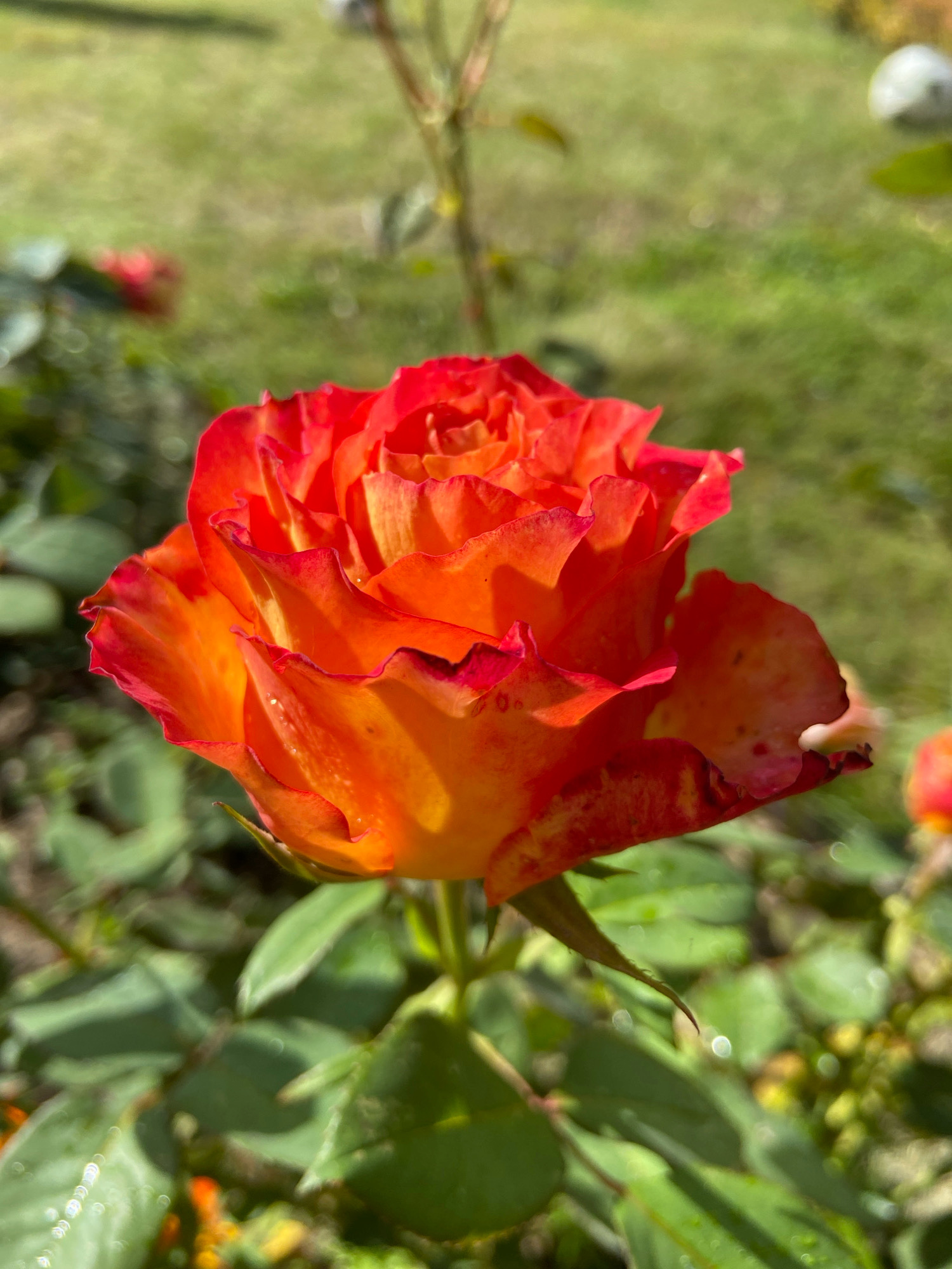 A close-up, low-angle shot focuses on a vibrant, multi-colored rose in bloom. The rose exhibits a gradient of colors, transitioning from a deep red at the petal edges to a bright orange and yellow towards the center. The petals are ruffled and appear to be slightly wet, with small water droplets visible on some surfaces. The rose is positioned in the foreground, with its stem extending downwards. Surrounding the rose are green leaves, some of which also have water droplets. The background is softly blurred, showing a grassy area with dappled sunlight. In the far background, hints of other vegetation and possibly a light-colored object are visible. The scene is outdoors, likely in a garden setting. No people or animals are present. The location is identified as Зимородок Днп, Russia, suggesting it is an outdoor garden or park in that area.