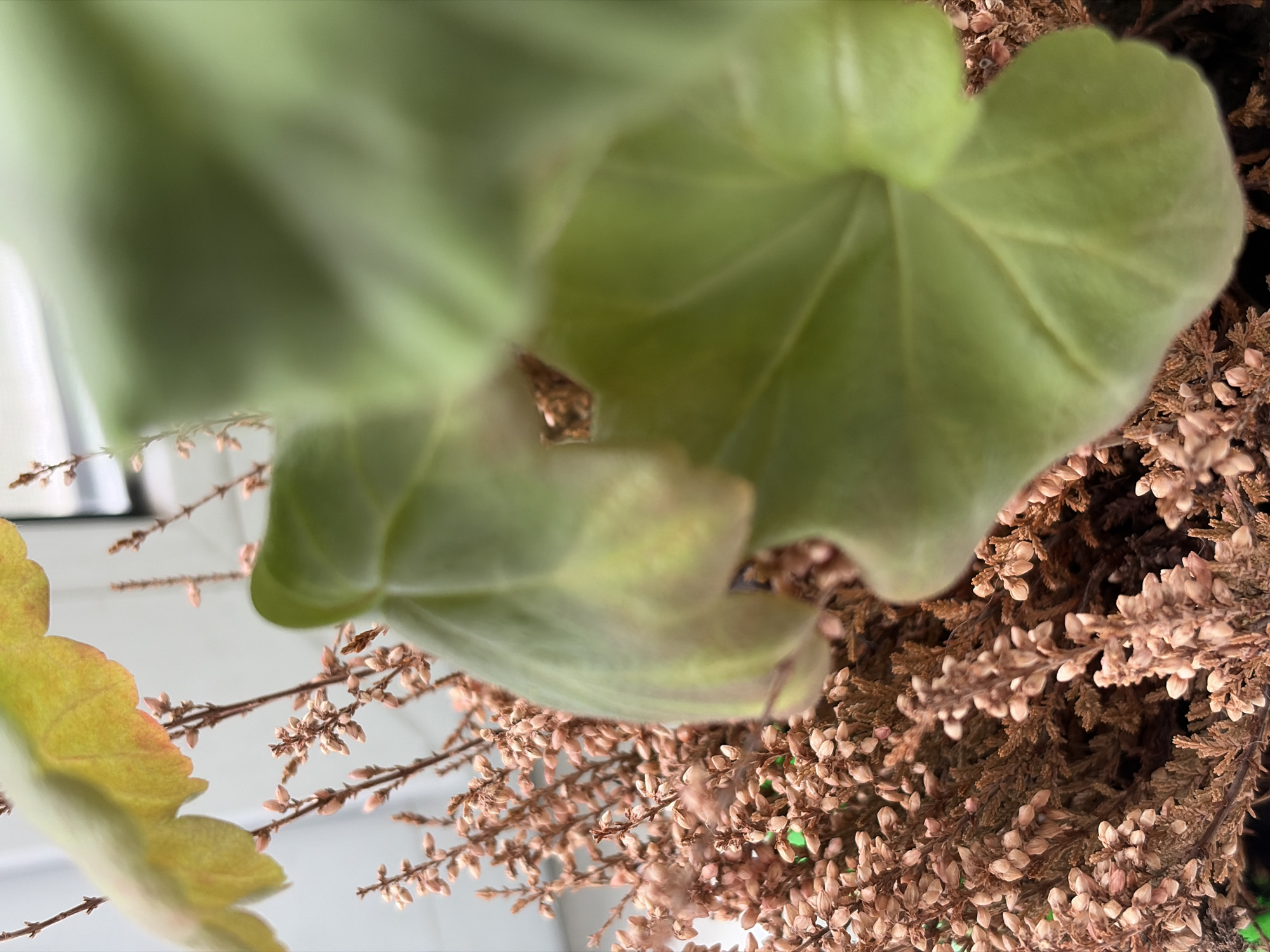 A close-up, low-angle shot showcases a bouquet of dried heather with a large, out-of-focus green leaf dominating the right side of the frame. The heather consists of numerous small, tan buds and branches, appearing dry and brittle. The green leaf, slightly out of focus, has a textured surface with visible veins and a slightly serrated edge. A portion of another, lighter green leaf is visible at the top left, also out of focus. The background is blurred, with hints of vertical lines and a bright white area, possibly indicating a window or wall. The overall scene is that of a still life arrangement, likely indoors.