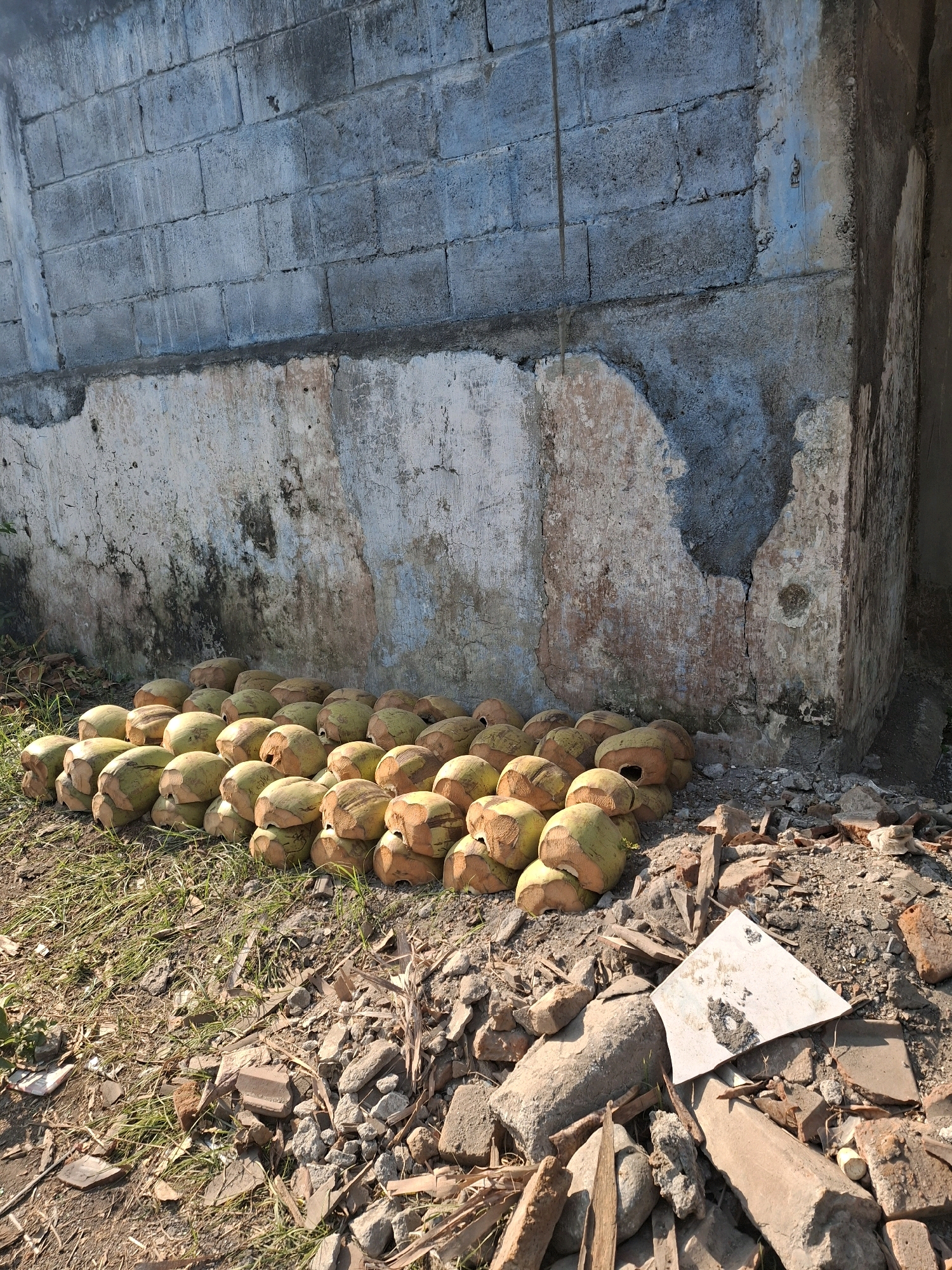 A stack of green coconuts is arranged on the ground in front of a weathered brick wall. The wall is painted with blue and white paint, and shows signs of age and damage, with patches of peeling paint and exposed brick. The ground is covered with dry leaves, grass, and debris, including pieces of broken bricks and tiles. The lighting suggests it is daytime, with shadows indicating the sun is present. The scene is likely outdoors, in a somewhat neglected area. This location appears to be in Lumajang, Indonesia, given the presence of coconuts and the characteristic style of the wall construction.