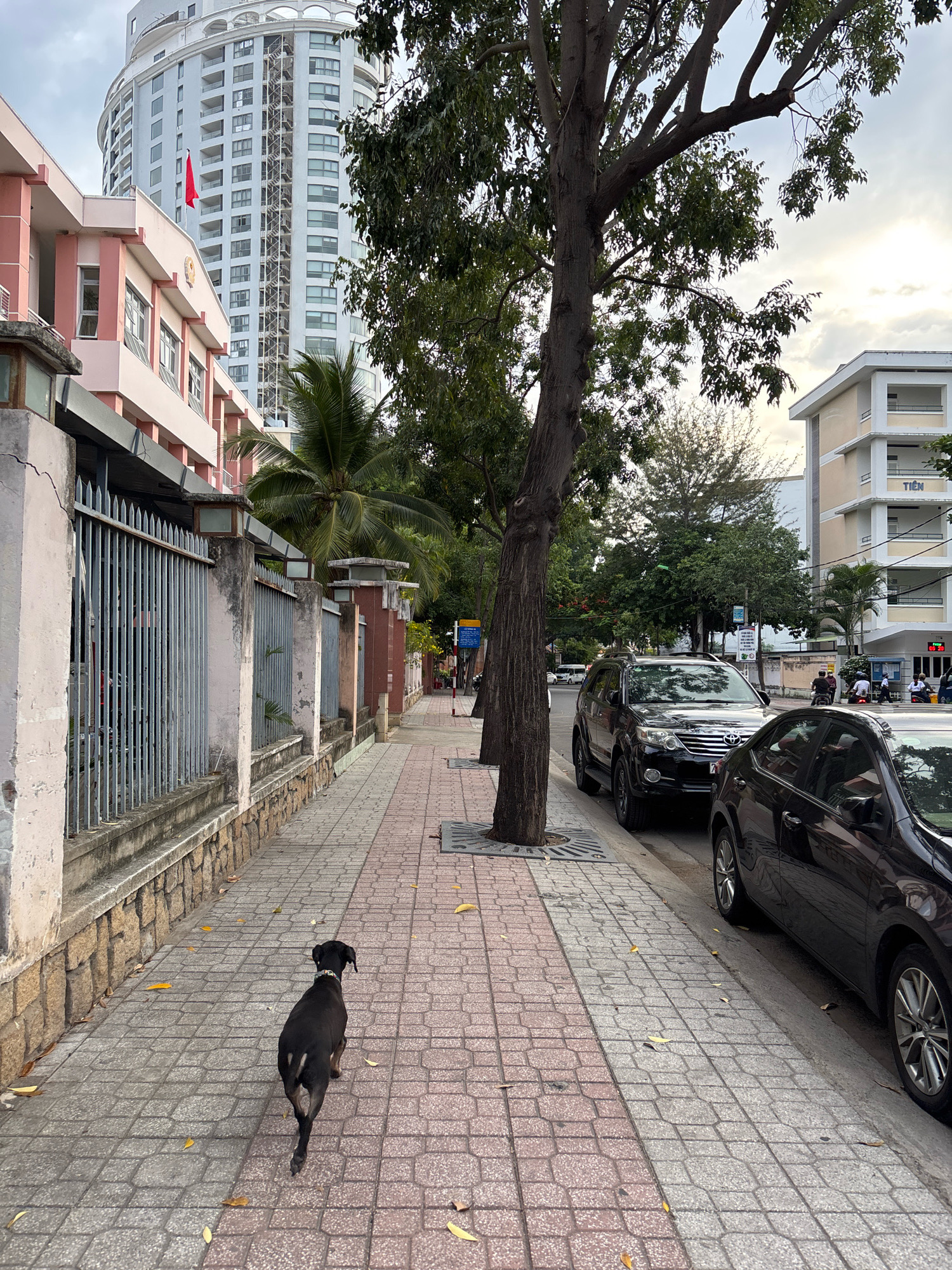 The image depicts a street scene in Nha Trang, Vietnam, likely in the vicinity of a coastal area given the palm trees and apartment buildings. In the foreground, a black dog with a white patch on its tail walks away from the camera along a sidewalk paved with red and grey interlocking bricks. The sidewalk is bordered by a decorative metal fence with stone pillars. Behind the fence, a pink building with white trim and windows is visible.
Further down the street, a tall, modern apartment building with a curved facade and a red flag flying from its upper levels dominates the background. To the right of the sidewalk, several cars are parked along the curb, including a black SUV and a black sedan. In the distance, other buildings, including a pale yellow structure with the word "TIỆN" visible on its facade, line the street. A few people are seen on motorcycles in the background, and trees with green foliage line the street, providing shade. The sky is overcast, suggesting a cloudy day.