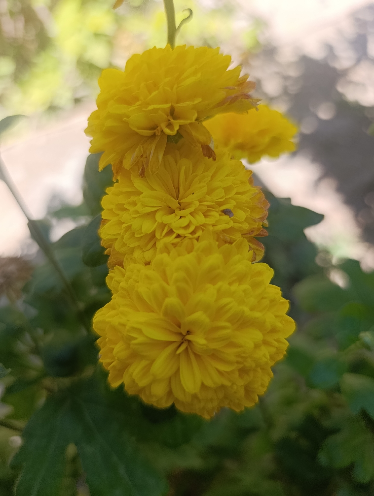 A close-up, vertical, eye-level shot focuses on a cluster of three bright yellow, pom-pom-like flowers hanging from a stem. The flowers are densely packed with numerous petals, giving them a fluffy appearance. The bottom flower is the largest and sharpest, while the middle and top flowers are progressively softer in focus. A hint of a fourth flower is visible behind the top one. The background is blurred, with soft green foliage and patches of bright, out-of-focus light, suggesting an outdoor setting. There is a tiny brown insect on one of the petals of the middle flower. The image does not depict any discernible elements of the city of Kochkor, Kyrgyzstan, or any human presence.