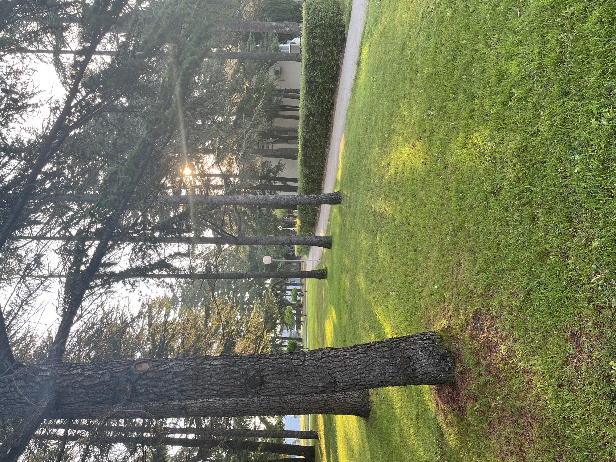 The image depicts a sunlit park with tall trees and a well-maintained lawn in Nesebar, Bulgaria. The foreground is dominated by the trunk of a large tree, its bark textured and weathered. Sunlight filters through the dense canopy of pine trees, casting dappled patterns on the vibrant green grass. A paved pathway meanders through the park, bordered by a neatly trimmed hedge. In the background, a modern building is visible, its facade partially obscured by the surrounding trees. A few people are seen walking in the distance, enjoying the serene atmosphere. The overall impression is one of tranquility and natural beauty.