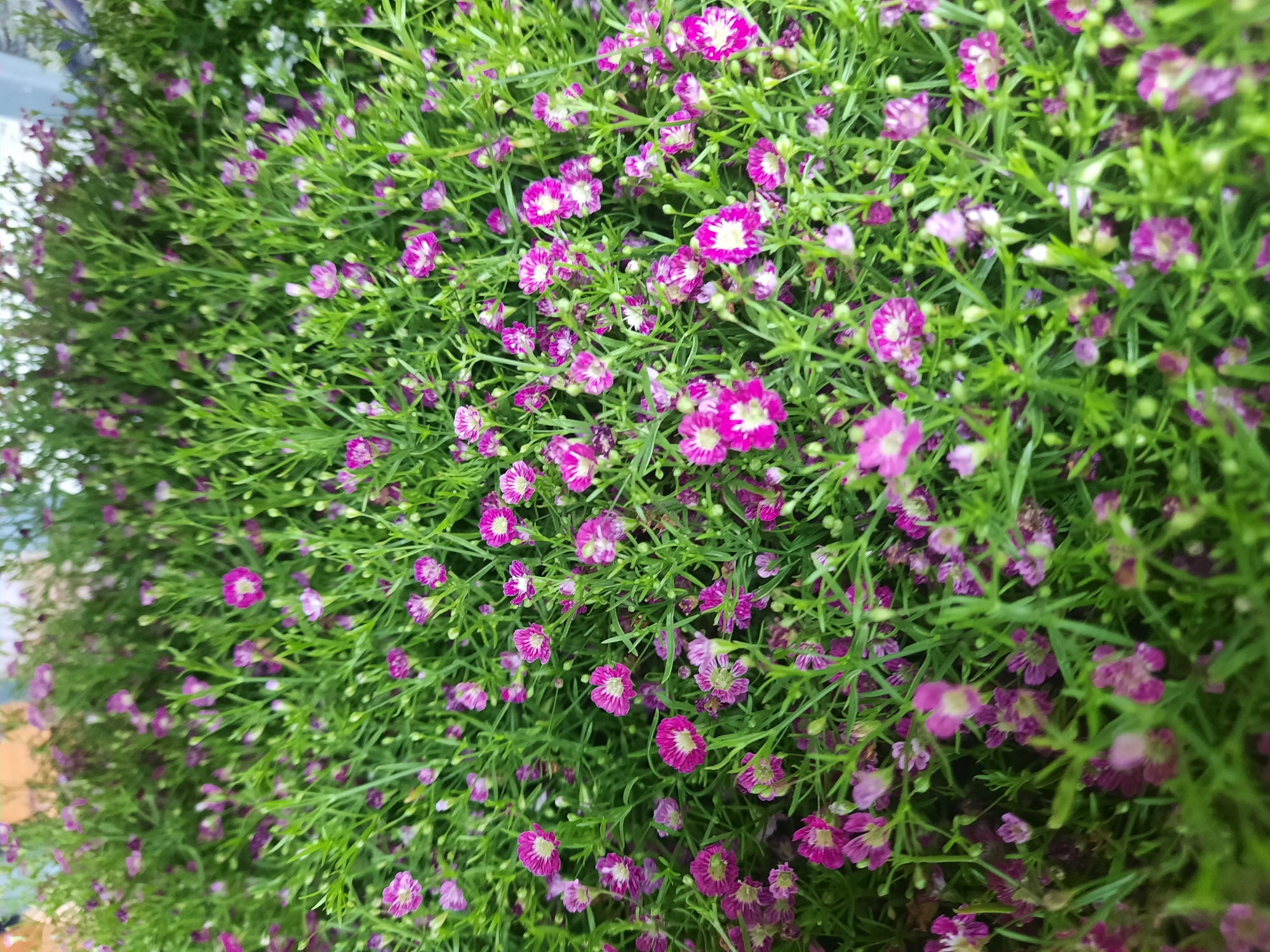 The image displays a dense field of small, vibrant pink and white flowers with green stems and leaves. The flowers are clustered together, creating a textured surface. Some of the flowers are fully open, revealing delicate petals and a light-colored center, while others are still in bud form. The lighting suggests an outdoor setting, possibly a garden or a floral display. There are no people or discernible man-made structures visible in the image, nor any specific landmarks that would pinpoint a location within the city of Rosenheim, Germany. The scene is purely botanical.