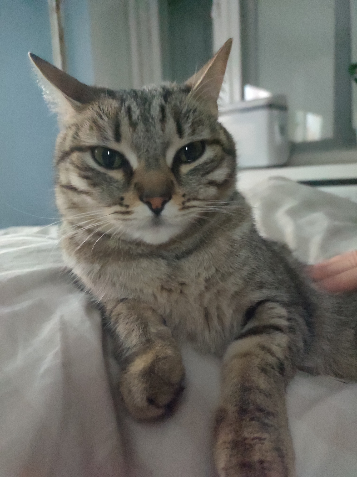 A cat with tabby markings is resting on a white sheet. The cat has green eyes and a pink nose. Behind the cat is a wall painted blue and a window. The environment suggests an indoor setting.