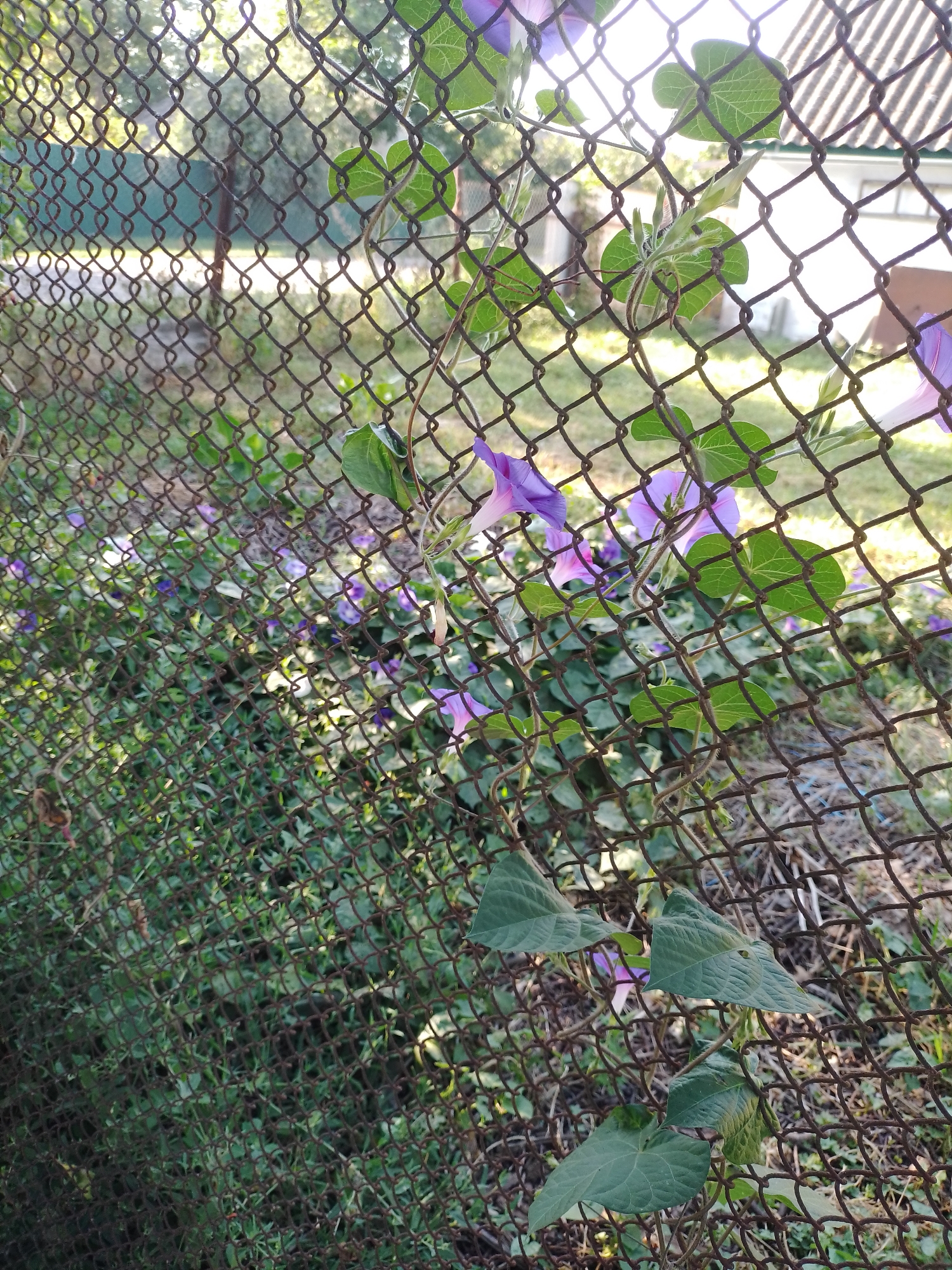 This image depicts a weathered chain-link fence in Ustyvytsia, Ukraine, overgrown with vines bearing purple morning glory flowers. The fence, showing signs of rust and age, runs diagonally across the frame, creating a textured foreground. Behind the fence, a dense patch of green foliage is visible, punctuated by numerous blooming morning glories. Sunlight filters through the scene, casting dappled light and highlighting the vibrant green of the leaves and the delicate purple of the flowers. The background suggests an outdoor environment, possibly a garden or an area adjacent to a building, with hints of structures and lawn visible. No people are present in the image.