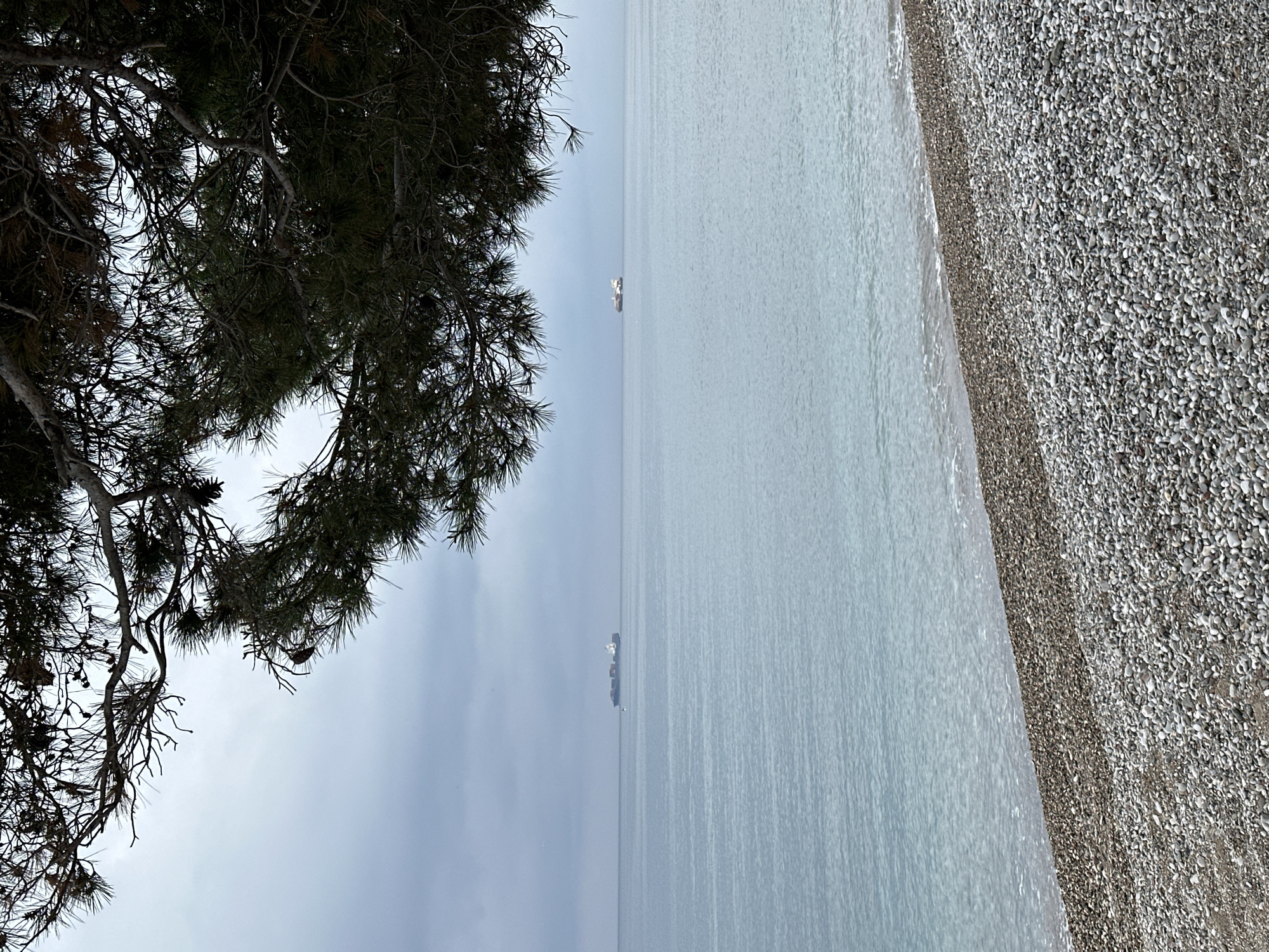 The image, correctly oriented, depicts a serene coastal landscape. In the left foreground, the dense, dark foliage of a coniferous tree, likely a pine, extends into the frame, its branches and needles forming a natural arch. Pine cones are visible within the shadowy canopy, contrasting with the muted, overcast sky peeking through the branches.
To the right, the calm, expansive surface of the sea stretches towards a hazy horizon, its light blue-gray tones blending with the sky. Gentle ripples are visible on the water. In the mid-distance on the sea, two large ships, possibly cargo vessels or tankers, are discernible, quietly traversing the expanse.
On the right side of the foreground, a textured shingle or pebble beach is clearly visible. The beach is composed of countless small, varied stones in shades of gray and white, creating a distinct pattern. The water gently meets the shoreline, highlighting the boundary between the smooth sea and the granular land.
The scene conveys a sense of peaceful solitude. The time of day appears to be daytime under subdued lighting conditions, likely overcast or hazy. There are no visible people or specific activities taking place, and no text is visible within the image. The overall atmosphere is one of natural tranquility.