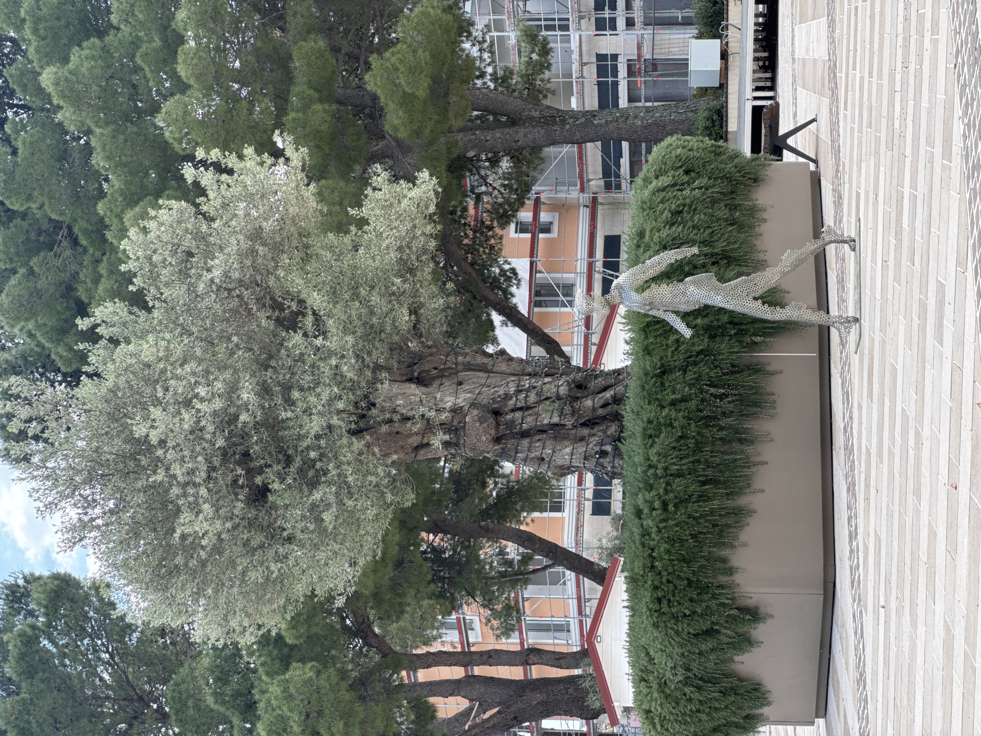 The image shows a horizontal view of a public space in Radovići, Montenegro. Dominating the scene is a large, mature olive tree with gnarled branches and silver-green foliage. Adjacent to the tree is a rectangular planter filled with dense, dark green shrubbery. A silver-colored, human-shaped sculpture, apparently made of interconnected metal circles, is partially visible, extending from the shrubbery onto the paved area. The pavement is light-colored with a textured, brick-like pattern. In the background, a building under construction is visible, scaffolding covering part of the facade. Various other trees frame the olive tree, adding depth to the scene.