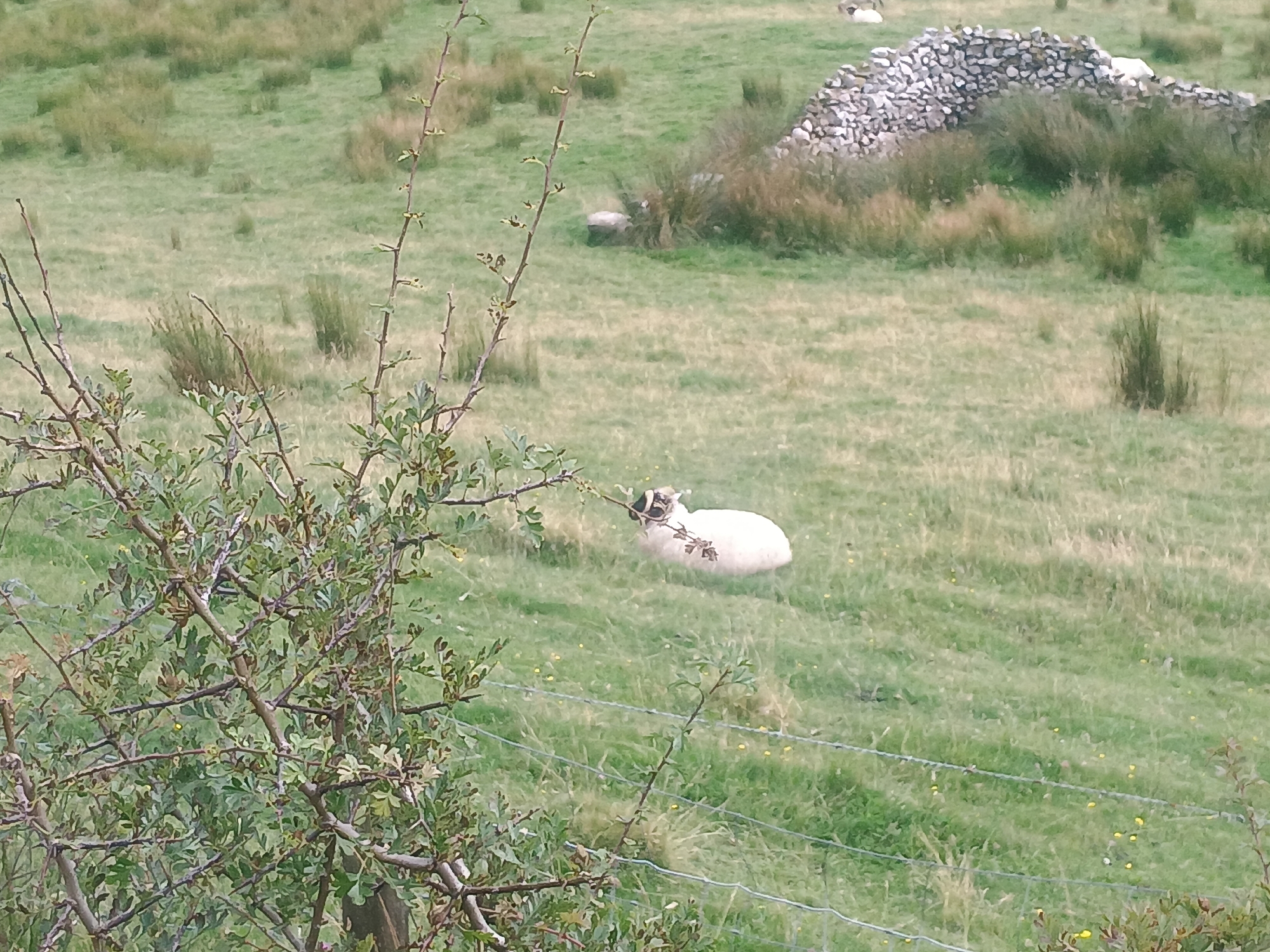 A white sheep with black markings on its head is lying down in a grassy field. The field is covered in green grass and some yellow wildflowers. In the background, there is a dry stone wall and some bushes. A thorny bush is in the foreground, with barbed wire in front of it. The sky is overcast.