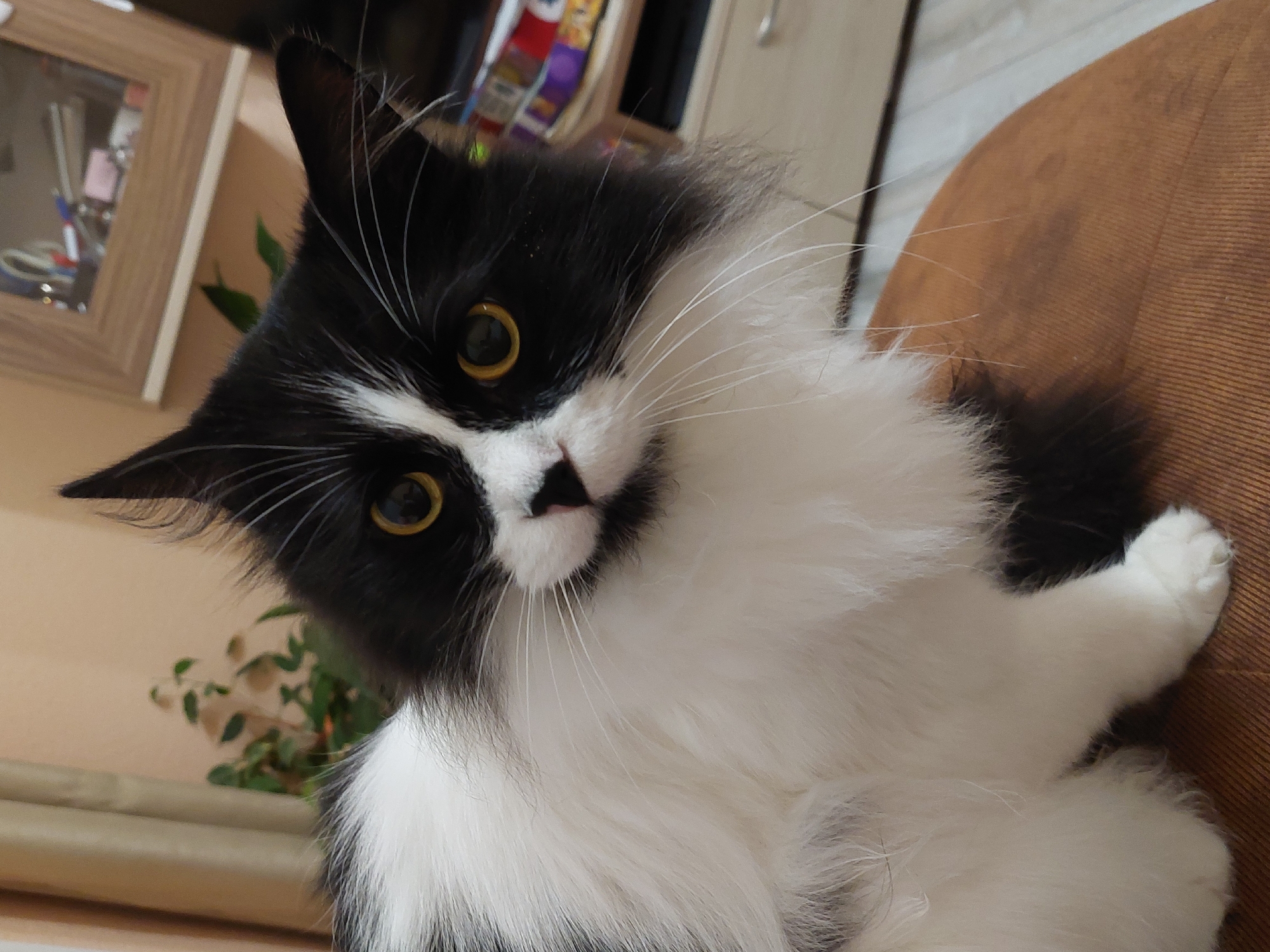 A close-up, eye-level shot captures a black and white long-haired cat looking directly at the camera. The cat is positioned on a brown, textured surface, possibly a piece of furniture. Its fur is predominantly white on the chest and paws, with black markings on the head, ears, and back. The cat has large, yellowish-green eyes and prominent white whiskers. In the blurred background, a room interior is visible, featuring a potted plant, beige curtains, and a wooden cabinet with items on display. The lighting suggests an indoor setting, possibly a residential apartment. The image does not provide any information that could be used to determine its location in Plovdiv, Bulgaria.