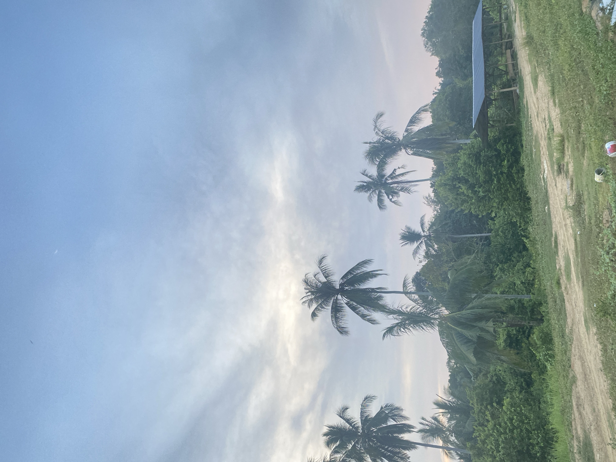 The image captures a peaceful tropical landscape, likely during late afternoon or early evening. The upper half of the frame features a clear, soft blue sky with scattered, wispy white clouds. A subtle, faint crescent moon is visible in the upper left portion of the sky, indicating the time of day.
Numerous tall palm trees with their distinctive fronds are prominent throughout the scene, particularly silhouetted against the bright sky. Below the sky, dense, lush green foliage covers the terrain, forming a rich, verdant backdrop of what appears to be a forested area or abundant tropical vegetation. Towards the middle right, a simple, open-sided structure with a dark, possibly blue or grey, corrugated metal roof is visible, partially obscured by the surrounding greenery.
On the right side of the image, a wide, well-trodden dirt path extends from the foreground into the distance, suggesting a rural or undeveloped setting. Near the bottom right edge of this path, two small containers—one red and white, the other white—are faintly discernible. In the background, gentle hills or mountains, also covered in dense plant life, complete the natural vista. The overall scene evokes a sense of tranquility and natural beauty, characteristic of a rural tropical location like Seuneubok Teungoh, Indonesia. No specific activities or people are visible, and there is no discernible text.