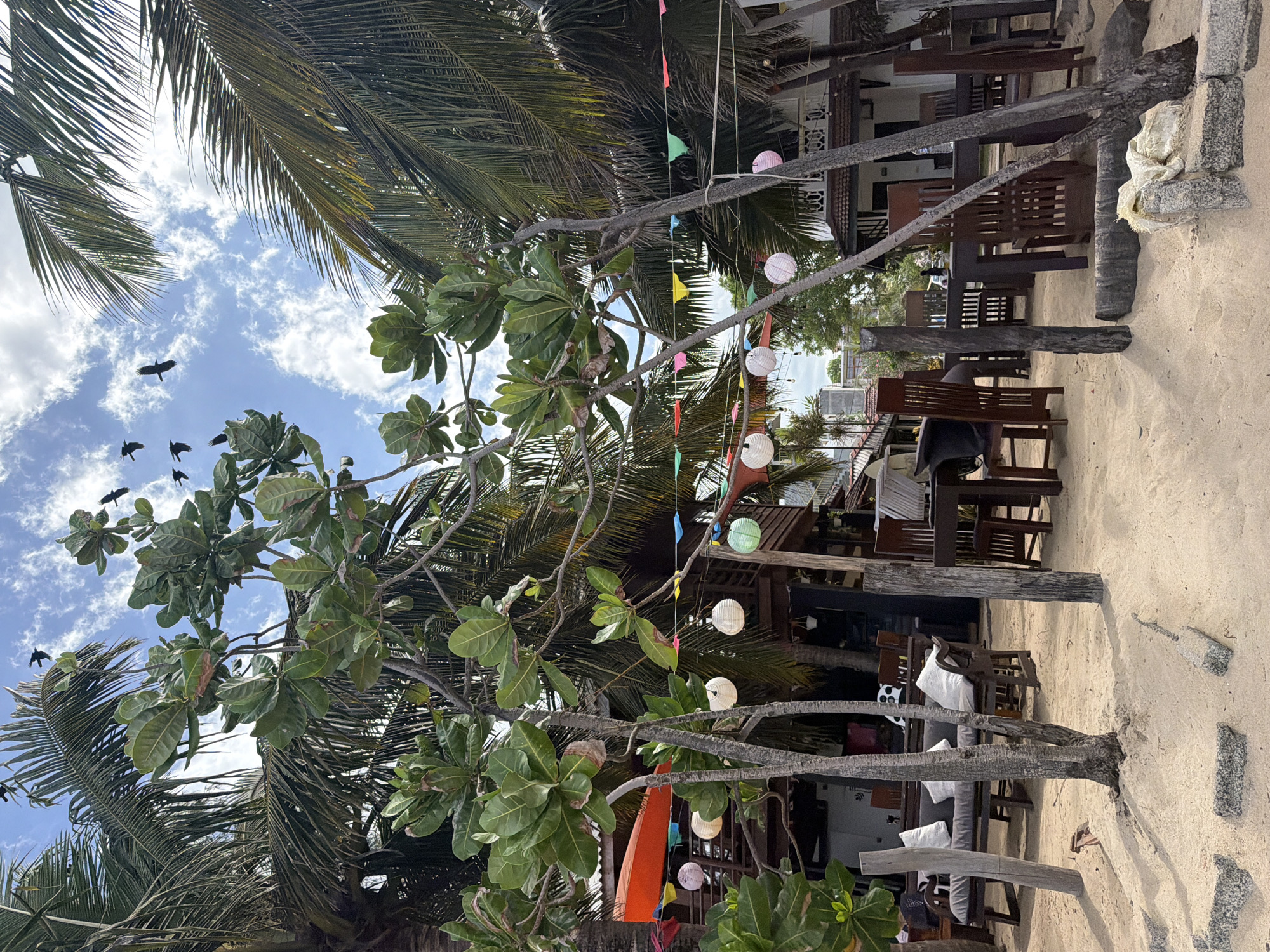 The image captures a vibrant, sunny scene at Arugam Bay, Sri Lanka, depicting a tropical beachside establishment. The sky is a bright blue with scattered white clouds, and several dark birds, likely crows, are visible in flight on the left side of the frame, adding dynamism to the overhead view.
Lush green foliage dominates the foreground and midground. Large, fan-like fronds of palm trees are visible at the top and left, while a prominent tree with broad, rounded green leaves stands in the center. Colorful triangular pennants, often used as festive decorations, are strung between tree branches, adding a cheerful touch. Several round, paper or fabric lanterns of various colors (white, green, pink) hang from the branches, suggesting decorative lighting for evening ambiance.
In the background, behind the trees and decorations, are wooden structures of what appears to be a beachside restaurant, cafe, or guesthouse. Outdoor seating arrangements are visible, featuring numerous wooden tables and chairs, some placed directly on the sand and others under covered areas of the buildings. Some seating includes cushions. The ground is sandy, indicating the close proximity to a beach. A white sack-like object and some rough-hewn stone blocks are also visible on the sand. The overall impression is one of a relaxed, tropical, and inviting setting, likely for dining or leisure during the day. There is no visible text in the image.