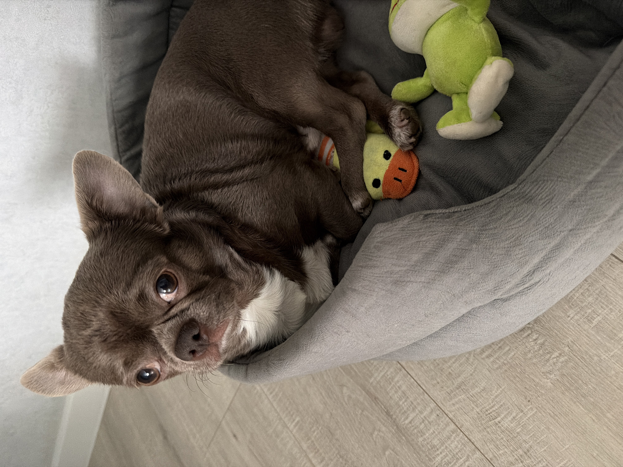 A brown chihuahua dog rests in a gray, round pet bed with raised sides. The dog is positioned with its head near the bottom left of the frame and its body curled towards the upper right. A green frog plush toy and a yellow and orange duck plush toy are located near the dog's back paws. The bed sits on a light-colored wooden floor, and a white wall is visible to the left. The location is impossible to determine, so nothing can be mentioned about the city of Votkinsk, Russia.