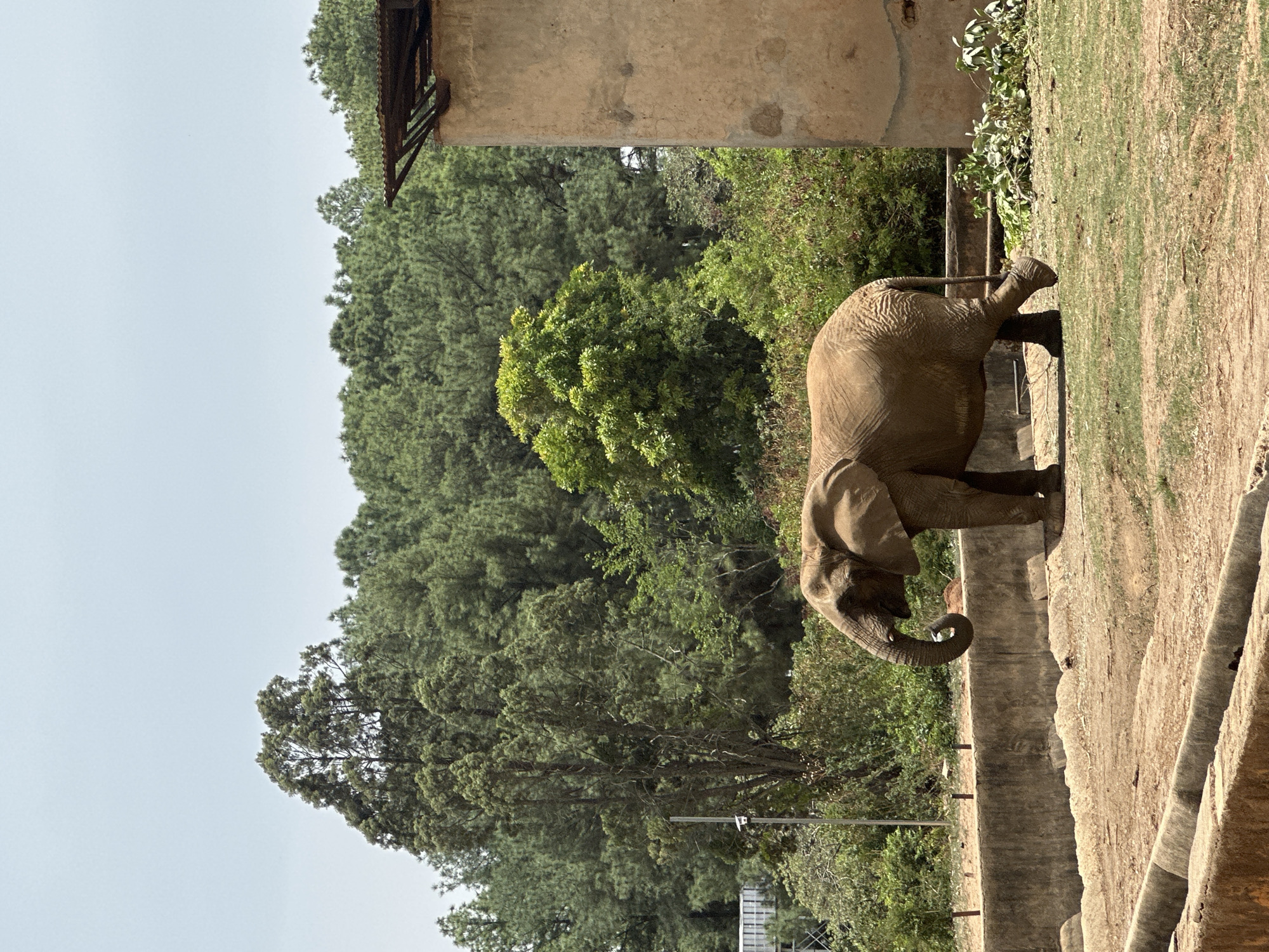 An elephant is standing near a concrete barrier. The animal's trunk is curled inwards. Behind the elephant, there is a dense growth of green trees and vegetation. A building or structure is also visible in the background. It is not possible to confirm the city without additional information.