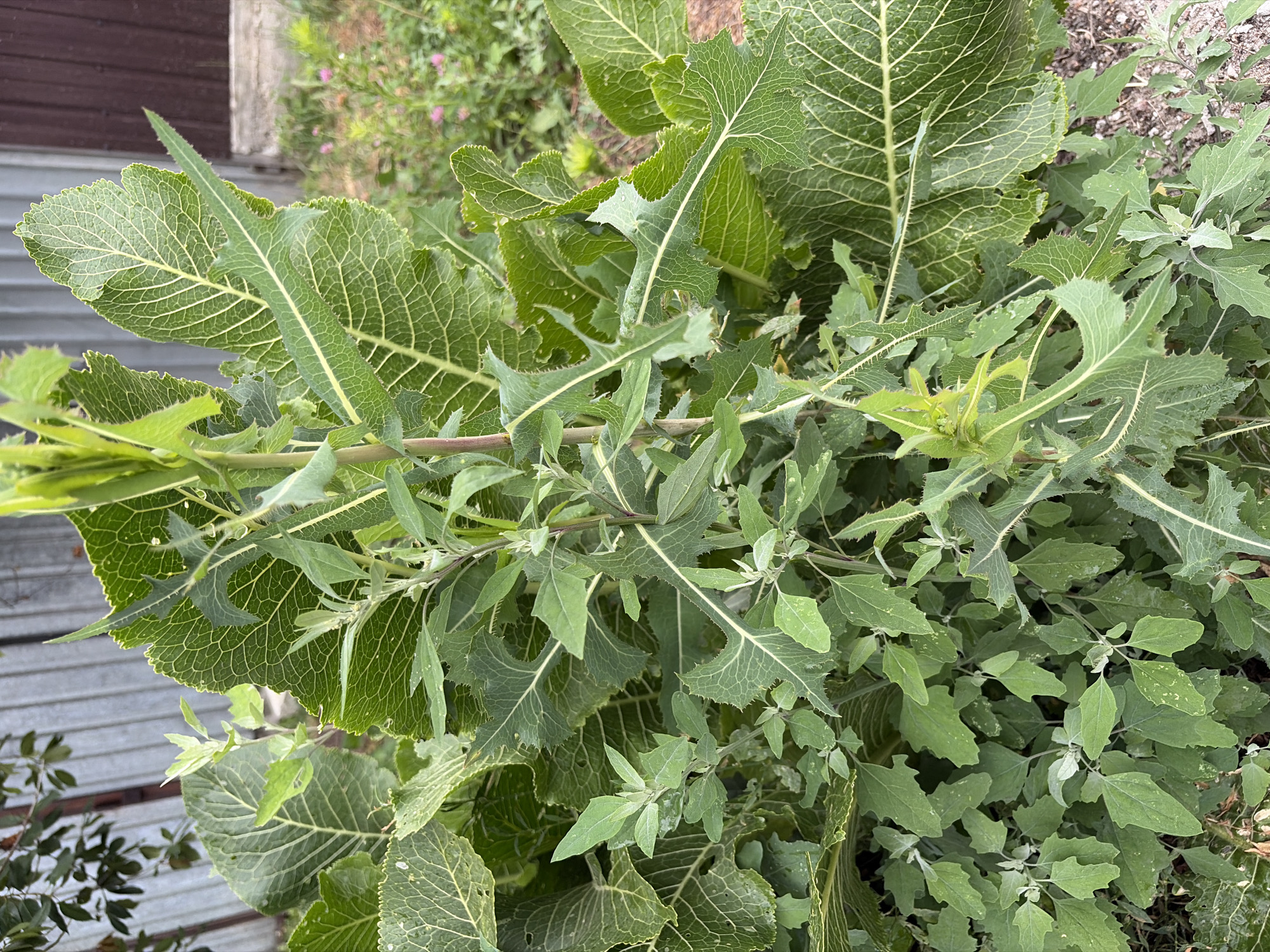 The image shows a close-up of dense green foliage in an outdoor setting. Prominently featured are large, textured leaves with prominent venation, some of which are lobed and serrated. A central plant with a more delicate, branching structure and narrower, toothed leaves rises from the center of the frame. In the background, a light-colored metal fence can be seen, partially obscured by the plants, and beyond that, a dark wooden surface. The ground is covered with loose soil and a few small pink flowers are visible in the middle distance. The overall impression is of a natural or slightly overgrown area, possibly a garden or wild patch within a city, consistent with an urban environment like Chernihiv, Ukraine. There are no people or animals present in the image.