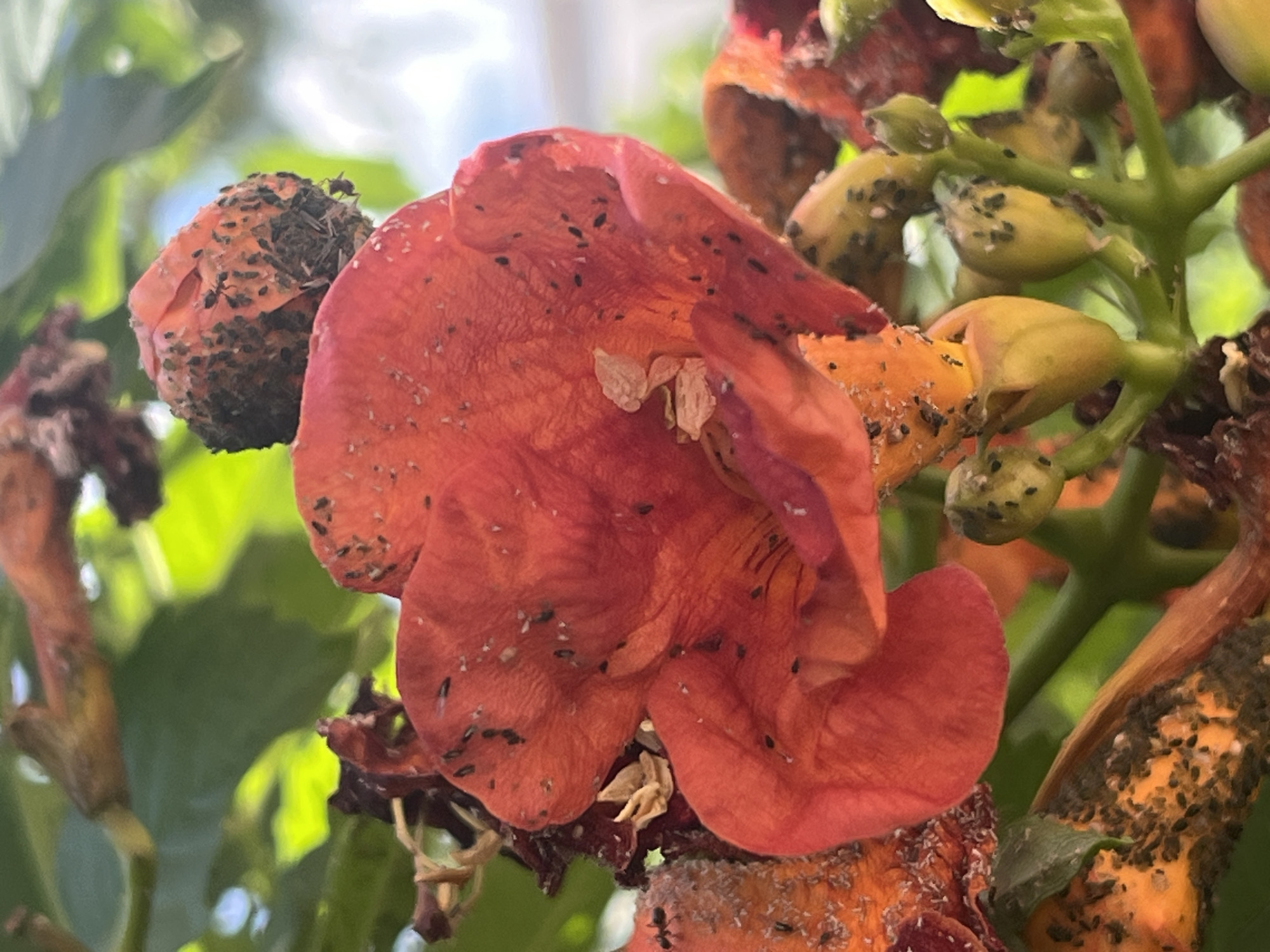 A close-up, slightly overhead shot captures a cluster of orange and red flowers with numerous small, black insects covering their surfaces. The flowers appear to be in various stages of bloom and decay. Some are fully open, showcasing their delicate petals, while others are withered or are developing into seed pods. The insects are concentrated on the petals, the seed pods, and the green stems and buds. The background consists of blurred green foliage and a bright, overcast sky, suggesting an outdoor setting during the daytime. The overall impression is one of nature's abundance and the presence of insect life on plant matter, with a hint of overgrowth or a pest infestation. The image is devoid of any visible text. The location context is Budva, Montenegro.