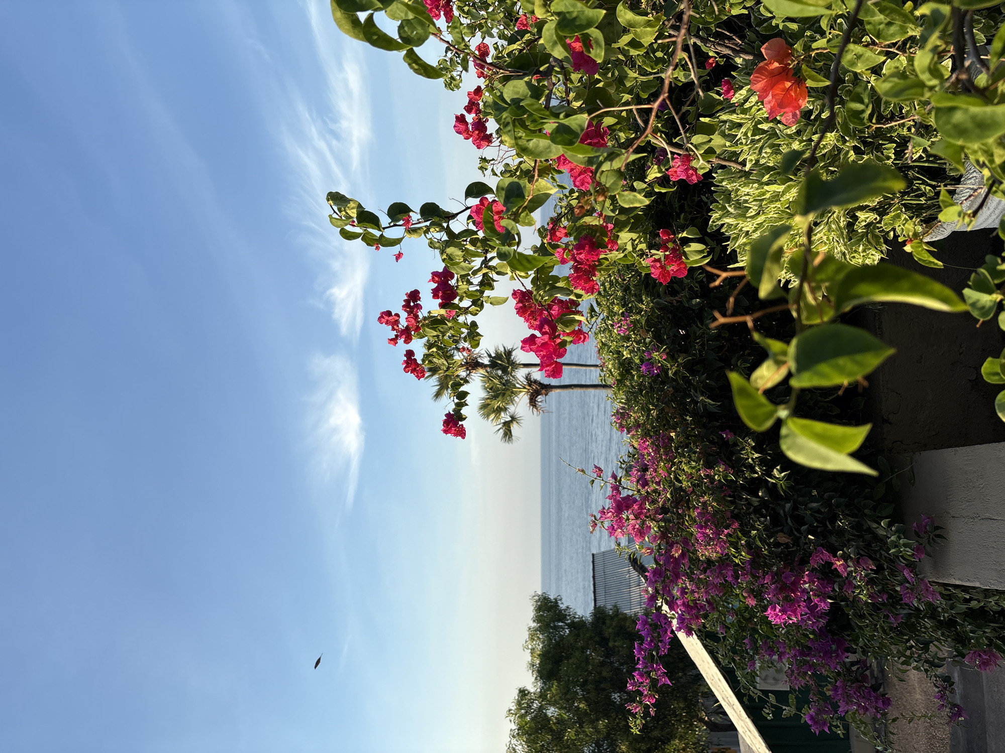 A high-angle shot captures a vibrant outdoor scene with a focus on flowering plants and a distant view of the ocean. In the foreground, lush green leaves and bright pink and red bougainvillea flowers dominate the frame, suggesting a tropical or Mediterranean climate. The plants are arranged in planters and against a textured wall, with one planter partially visible at the bottom right.
Behind the flowers, a shimmering blue ocean stretches towards the horizon, meeting a pale blue sky dotted with wispy white clouds. Two palm trees are visible in the mid-ground, silhouetted against the sea. A small, dark bird is captured in flight against the sky in the upper left quadrant. Below the trees and to the left, a pitched roof of a building with a corrugated metal surface is partially visible, hinting at a residential or coastal structure. The overall lighting suggests it is either early morning or late afternoon, with the sun casting a warm glow on the scene. The location is not specified.