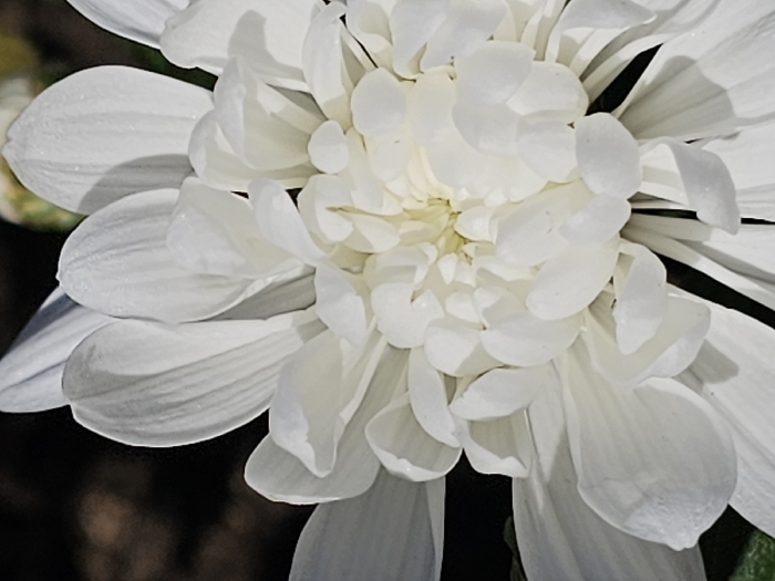 This image presents a macro-level view of a single white flower, identified as a chrysanthemum or dahlia, observed in Donchevo, Bulgaria. The flower, in full bloom, occupies the majority of the frame. Its petals are uniformly white, arranged in a dense, multi-layered formation. The outermost petals are broader and more extended, displaying subtle longitudinal striations and minute surface textures. Progressing inward, the petals become smaller, more numerous, and tightly clustered, forming a textured central core with a creamy-white to pale-yellow hue. The background is uniformly dark and out-of-focus, indicating shallow depth of field. A minimal hint of blurred green foliage is visible at the lower left edge, and a vague, lighter, out-of-focus element is present towards the upper right. Lighting conditions are consistent with natural light, producing distinct shadows and highlights that delineate the contours and three-dimensional structure of the petals. No human subjects, animals, man-made objects other than the flower, or specific actions or interactions are visible within the frame.