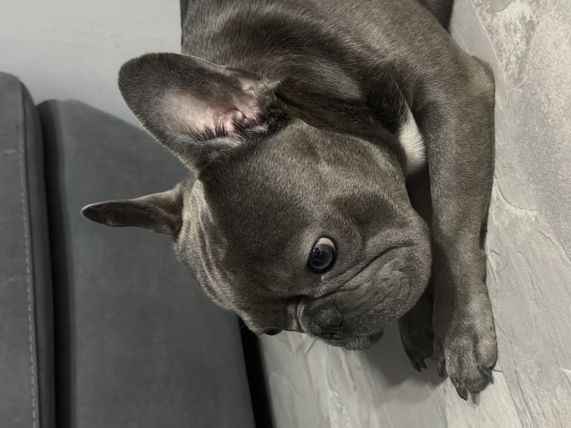A gray French bulldog is lying on a light gray tiled floor, with its head turned to the left. The dog has large, erect ears, dark eyes, and a short muzzle. Part of a dark gray upholstered sofa is visible in the upper left background. The scene is indoors, likely in a residential setting. There is no indication of the location being in the city of Ruse, Bulgaria.