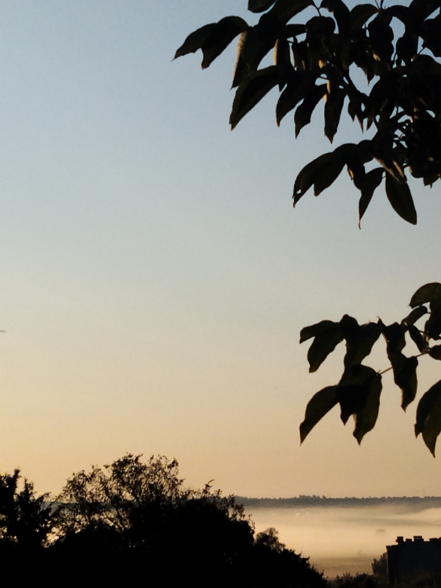 An early morning view in Ustyvytsia, Ukraine, captures a landscape bathed in the soft hues of dawn. Silhouetted against a pale blue and yellow gradient sky are the dark forms of tree branches, their leaves sharply defined. In the foreground, the dense, dark outlines of trees form a natural horizon. Beyond this, a layer of low-lying fog blankets the terrain, softening the distant features and creating a sense of depth. A hint of architectural structure, possibly a building with a crenelated roofline, emerges from the fog on the right side of the frame. The overall scene conveys a peaceful and tranquil atmosphere as the day begins.