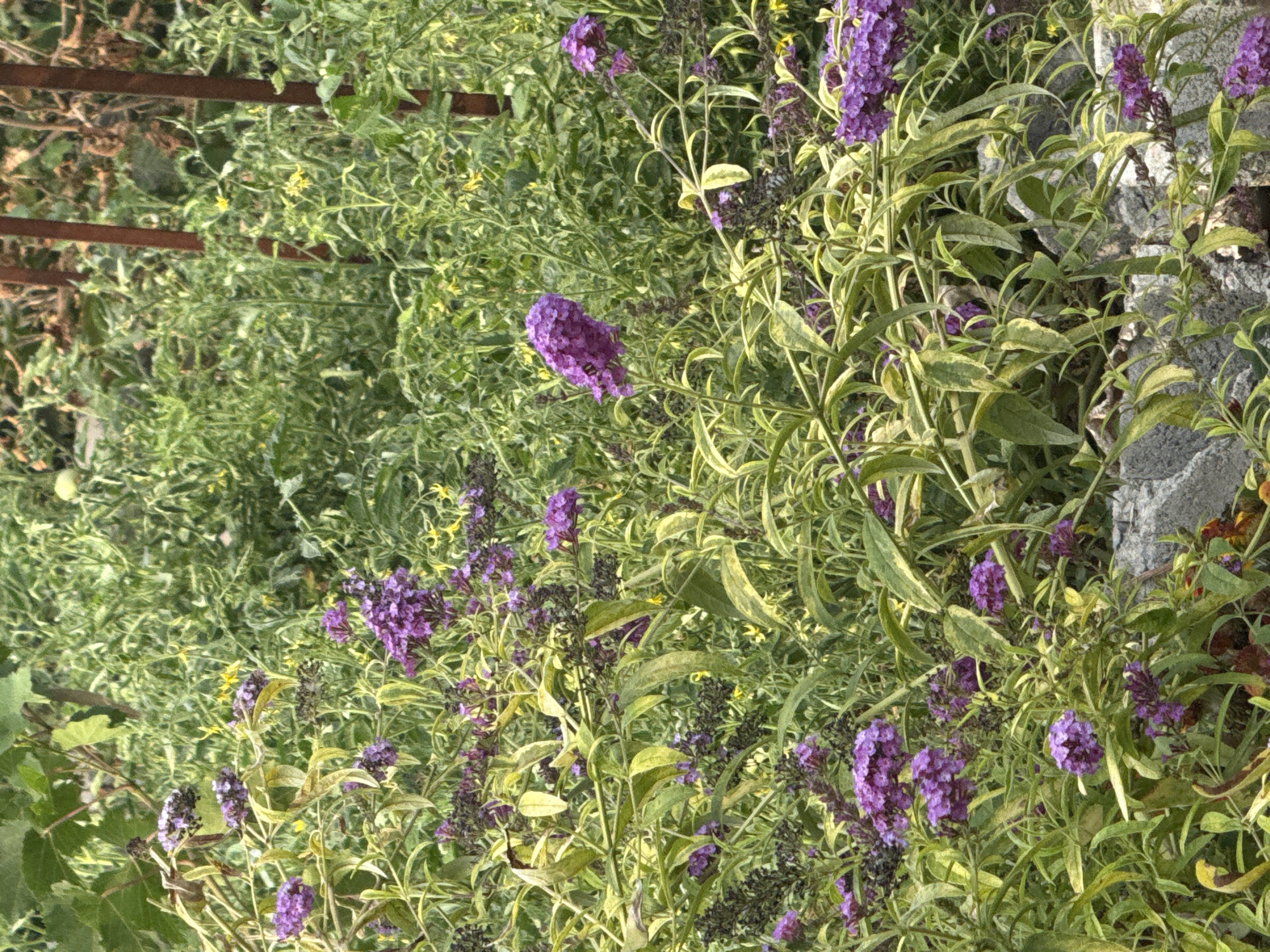 The image depicts a garden scene featuring a dense cluster of plants with purple flowers and variegated green and yellow leaves. The flowers appear to be clustered in conical or elongated panicles. The background consists of more greenery, possibly tomato plants, with some sparse yellow flowers visible. Two vertical, dark brown stakes are present in the upper right quadrant, suggesting a garden support structure. The foreground shows a partial view of a grey stone border. The scene is devoid of any people, animals, or visible signs of human activity beyond the garden landscaping. The image does not provide any specific geographical markers that would allow for definitive identification of its location within Vostok, Kyrgyzstan.