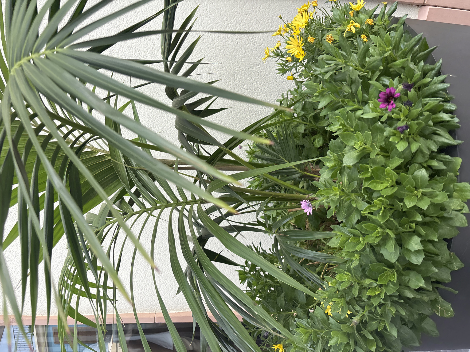 The image depicts a close-up view of a planter filled with lush greenery and vibrant flowers. A large palm frond dominates the foreground, its long, slender leaves casting shadows. Beneath the palm, a dense arrangement of green foliage forms the base of the planter. Among the greenery, several small flowers are visible: a cluster of bright yellow daisy-like flowers on the right side, and a single, delicate purple flower with dark purple centers, also known as an Osteospermum, on the left. The planter itself appears to be dark gray and is situated against a textured, off-white wall. The wall has a slight pinkish hue around its edges, suggesting it is part of an exterior building. The overall scene conveys a sense of a well-maintained outdoor space, likely a patio or balcony, in a temperate climate. There is no indication of the city of Orihuela, Spain in the visual elements of the image.