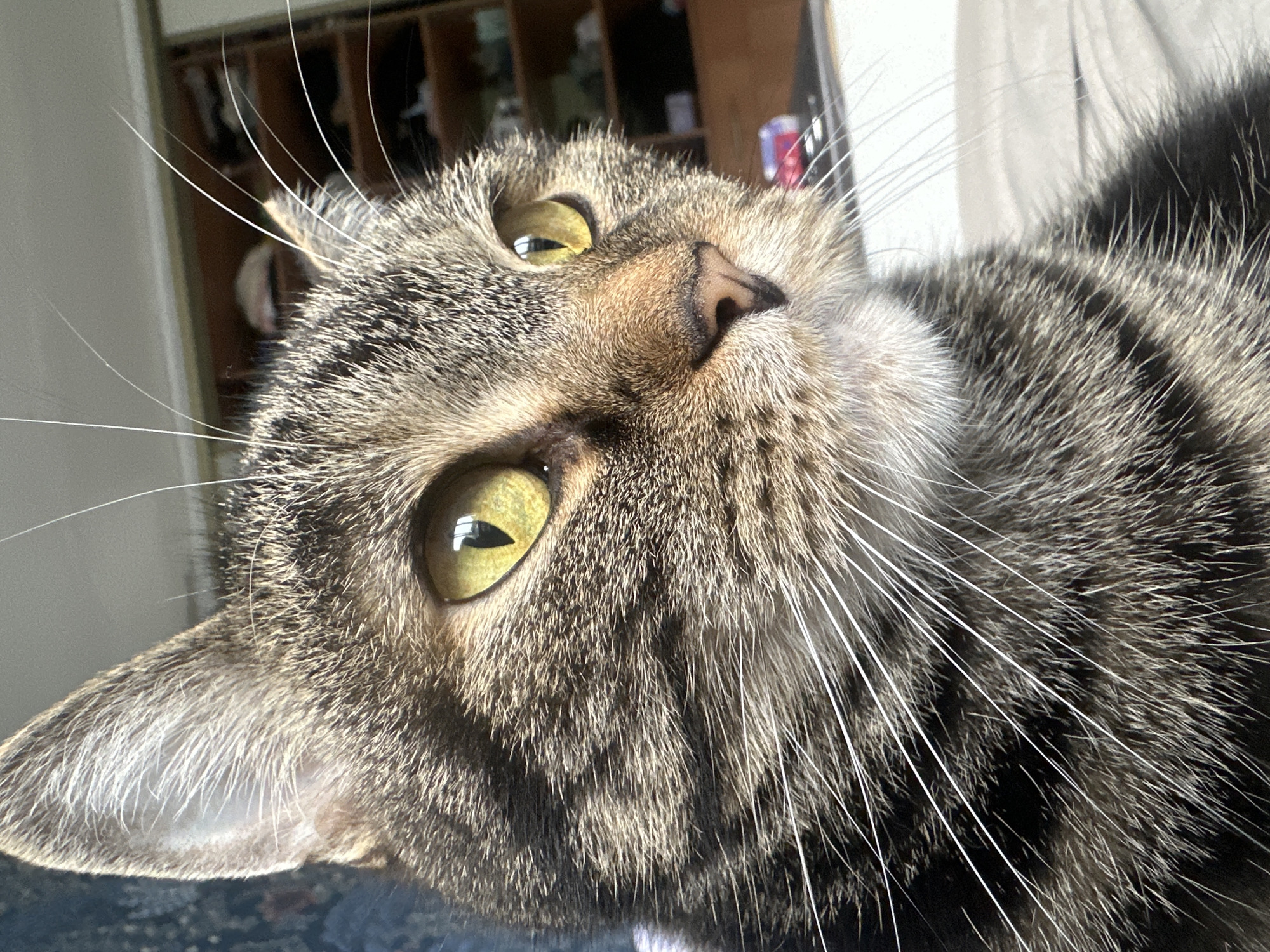 A close-up photograph depicts a tabby cat with green eyes, looking up towards the camera. The cat's fur is a mix of brown and gray stripes. The cat's whiskers are long and white, extending in various directions. The background is slightly blurred and includes a partially visible closet with items inside. The location is unspecified and unrelated to Stavropol, Russia.