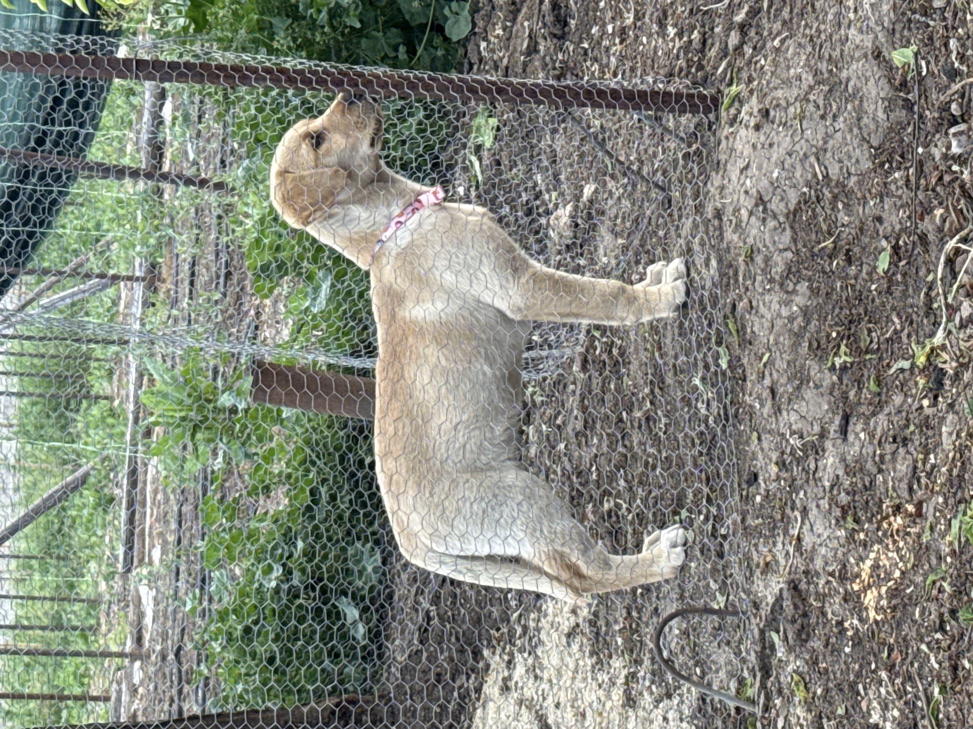 A light tan dog with a pink collar stands inside a chicken wire fence in Cheshnegirovo, Bulgaria. The ground outside the fence is dirt, and the area behind the fence has some greenery.