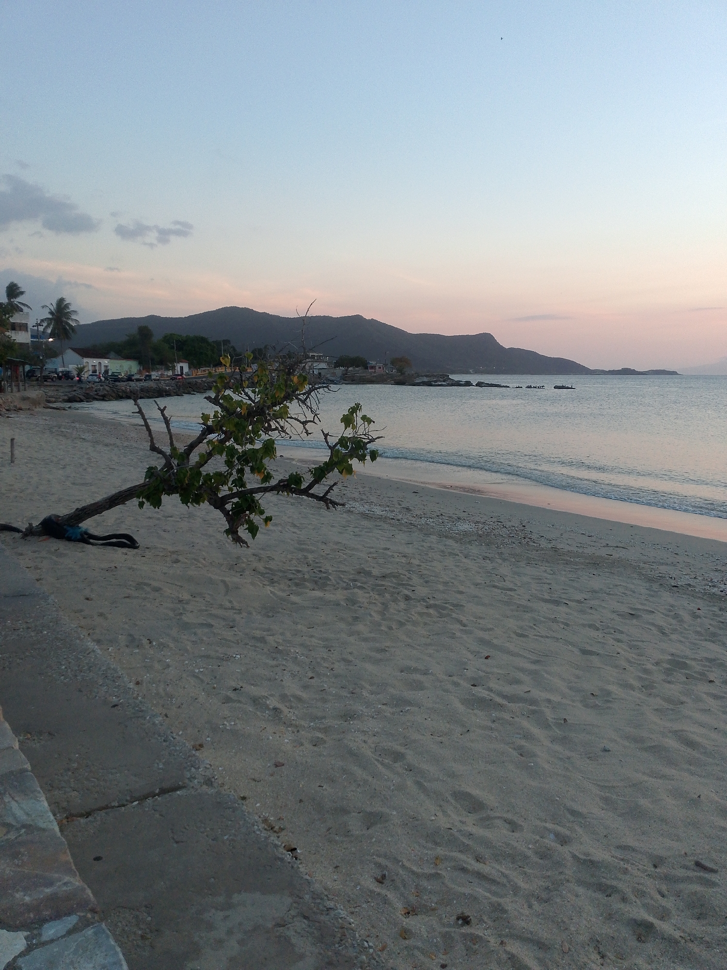 This tranquil image captures a coastal scene, likely at dawn or dusk, given the soft, ambient light and the subtle hues in the sky. The setting is a sandy beach bordering calm, clear water, with a backdrop of distant mountains.
In the foreground, a concrete and stone embankment runs along the left edge, separating it from the sandy beach that stretches into the mid-ground. The sand shows ripples and indentations, suggesting recent tides or foot traffic, though no people are visible in the frame.
A prominent feature is a unique tree in the mid-ground, leaning dramatically over the sand from the left side of the frame towards the center. Its branches, many bare, extend horizontally, with some sections bearing green leaves. At its base, dark, rope-like material appears to be securing it or part of its root structure, partially buried in the sand.
Beyond the tree and sand, the calm ocean extends, reflecting the pale colors of the sky. Gentle waves lap at the shore, creating a thin line of white foam. In the distance on the water, small, dark shapes suggest one or two boats or marine structures.
The background features a range of mountains, silhouetted against the sky, which transitions from a light blue at the top to a soft pale pink and orange near the horizon. Below the mountains, along the coastline, a small coastal settlement is visible, with buildings, a road, and scattered palm trees. The overall impression is one of peaceful solitude by the sea. There is no visible text in the image.